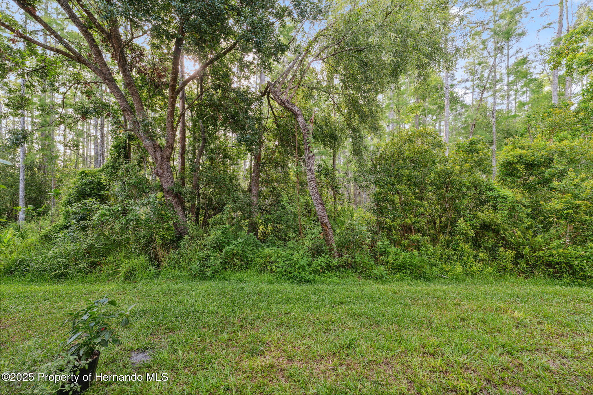 1108 Blackwater Drive, Zephyrhills, Florida image 33