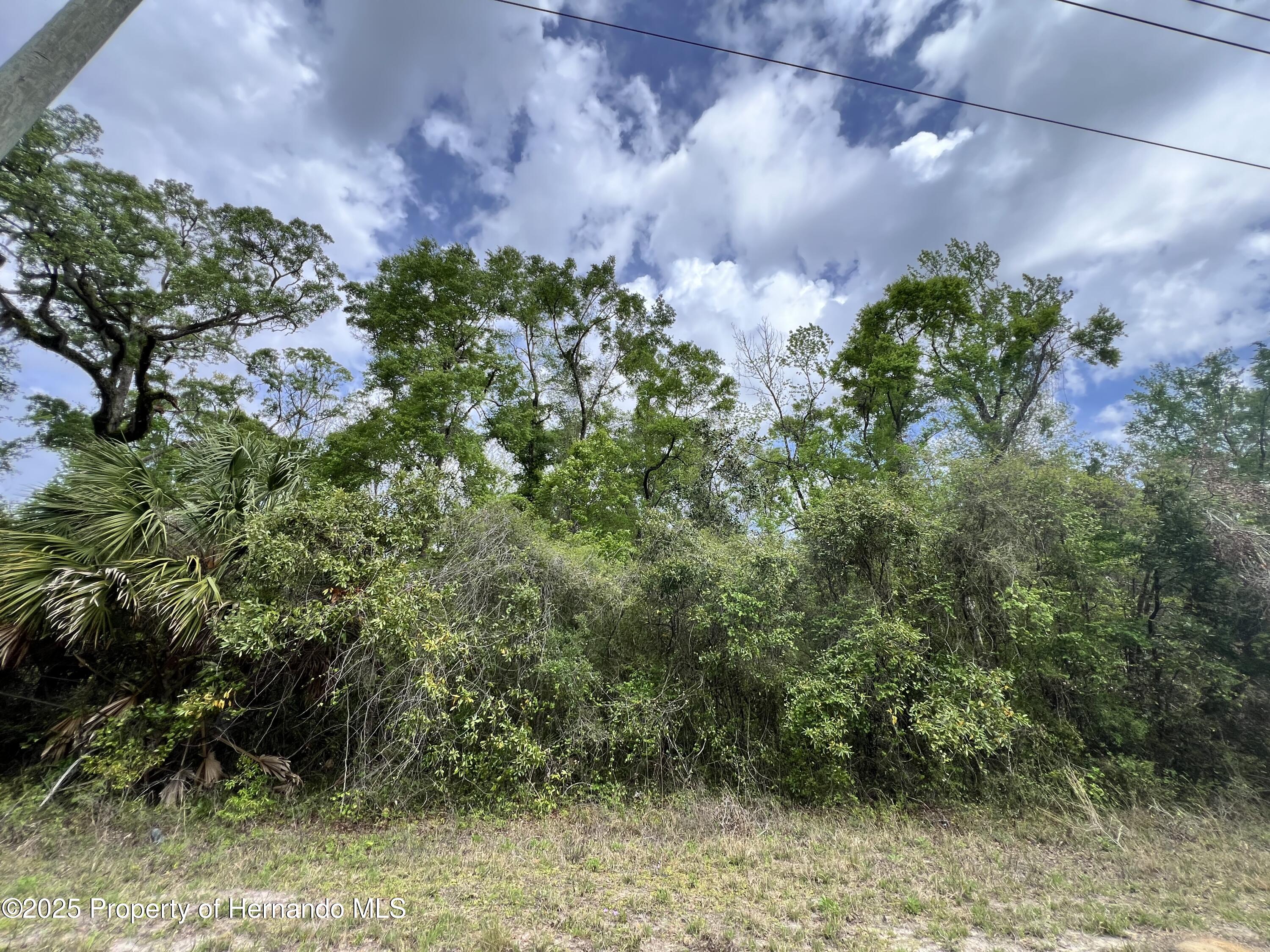 NE 349 Avenue, Old Town, Florida image 4