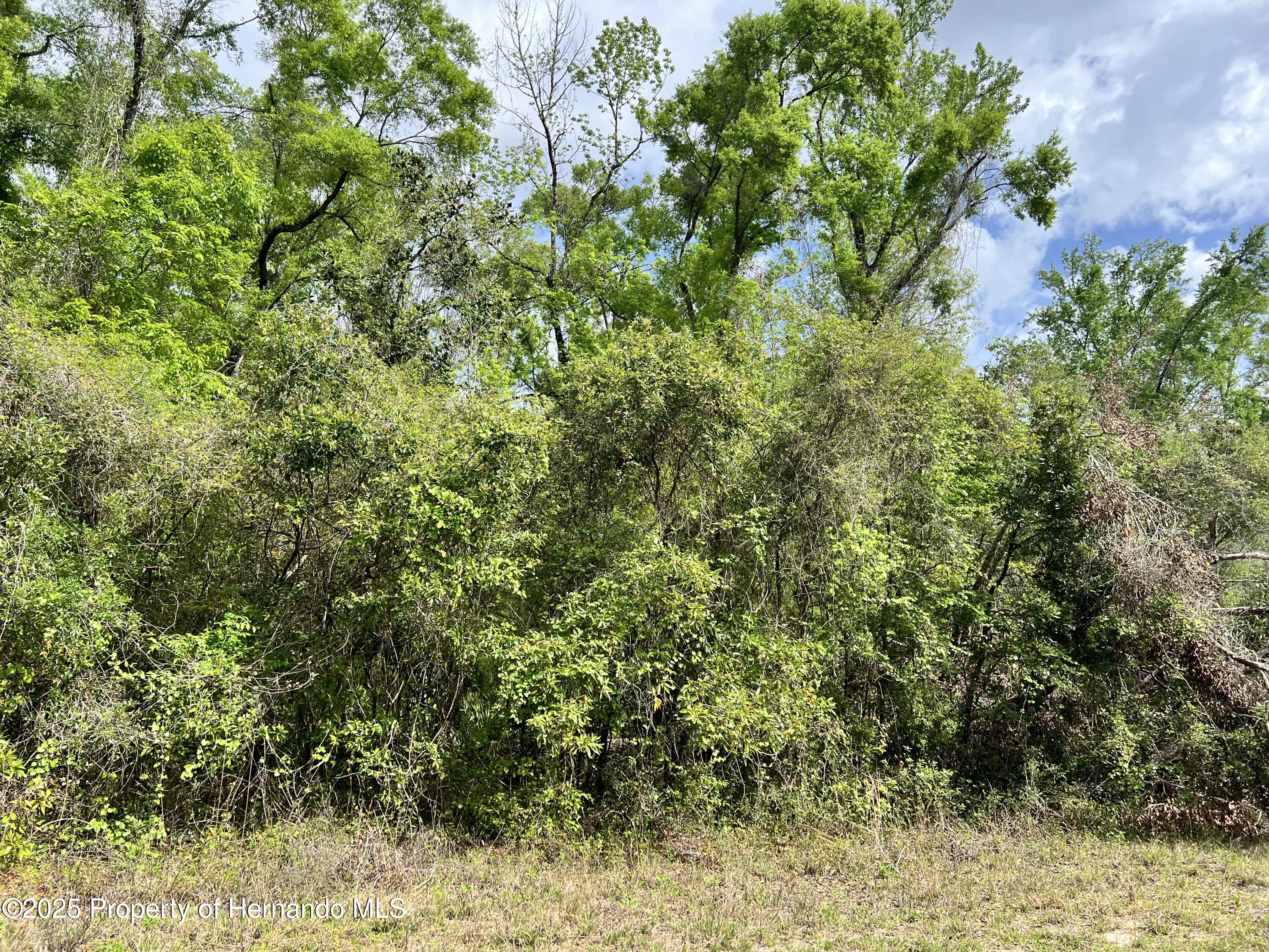 NE 349 Avenue, Old Town, Florida image 1