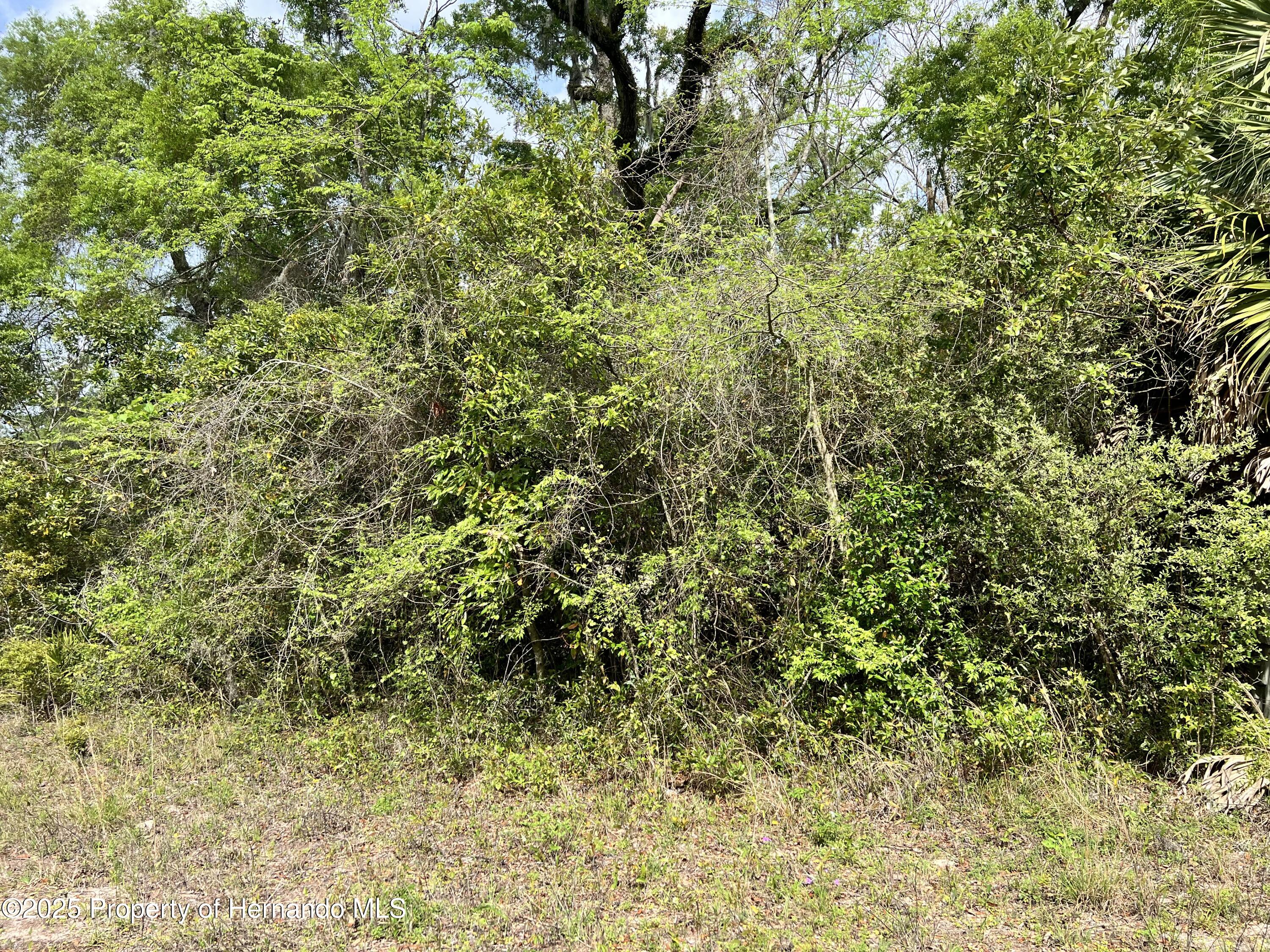NE 349 Avenue, Old Town, Florida image 3