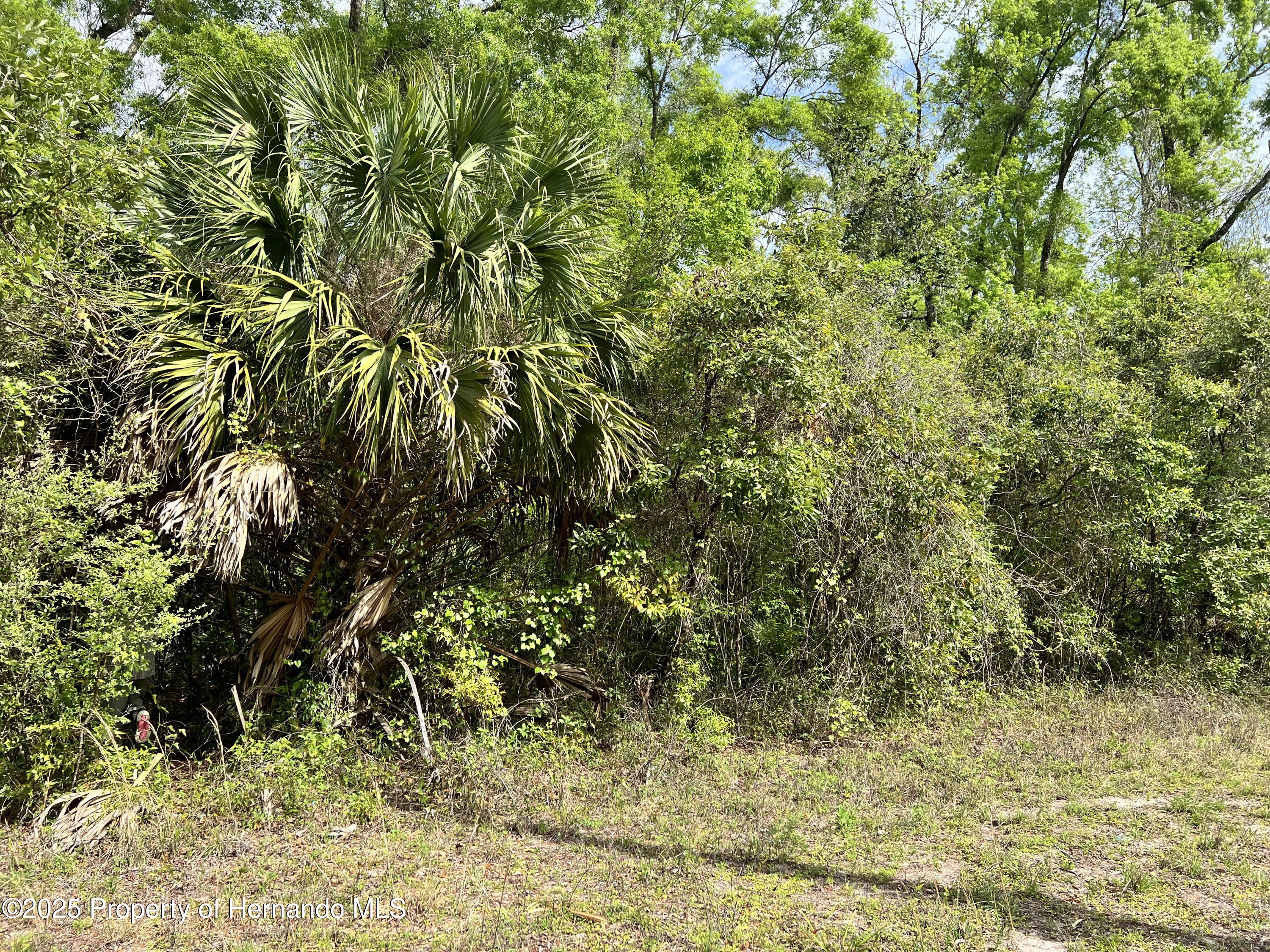 NE 349 Avenue, Old Town, Florida image 7
