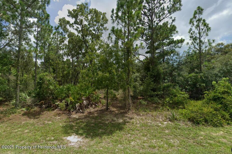 Painted Bunting Avenue, Weeki Wachee, Florida image 5