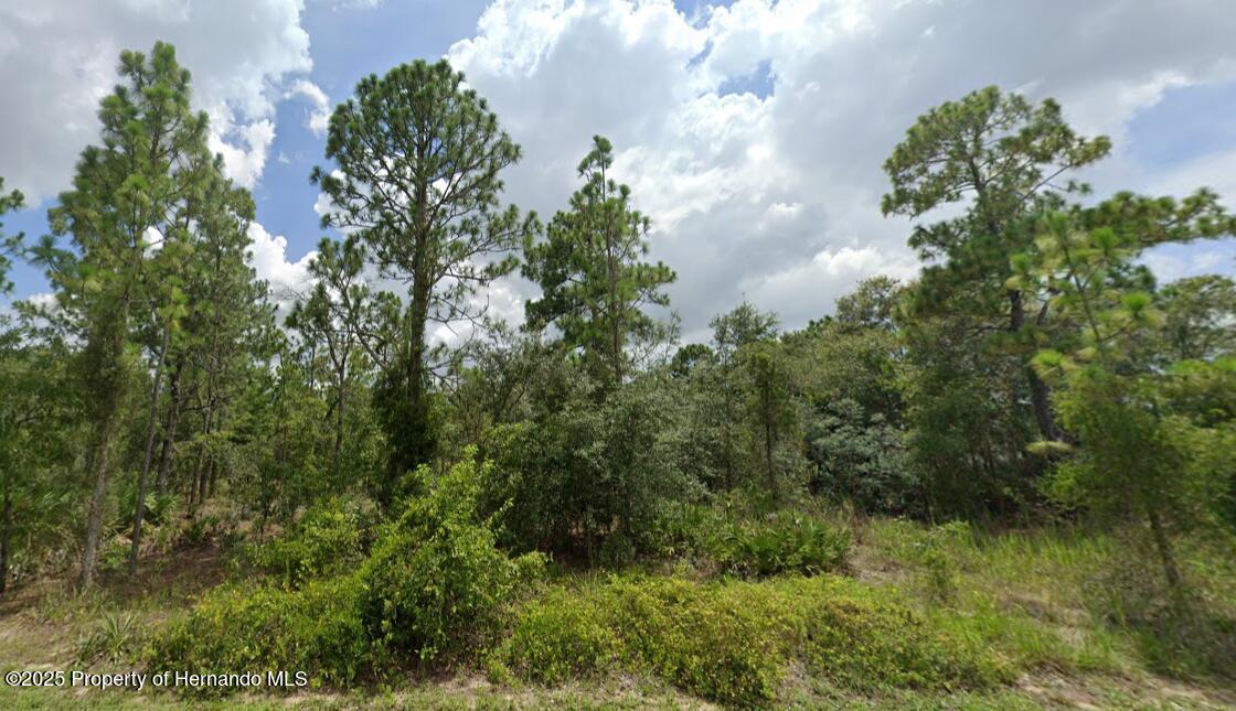 Painted Bunting Avenue, Weeki Wachee, Florida image 2