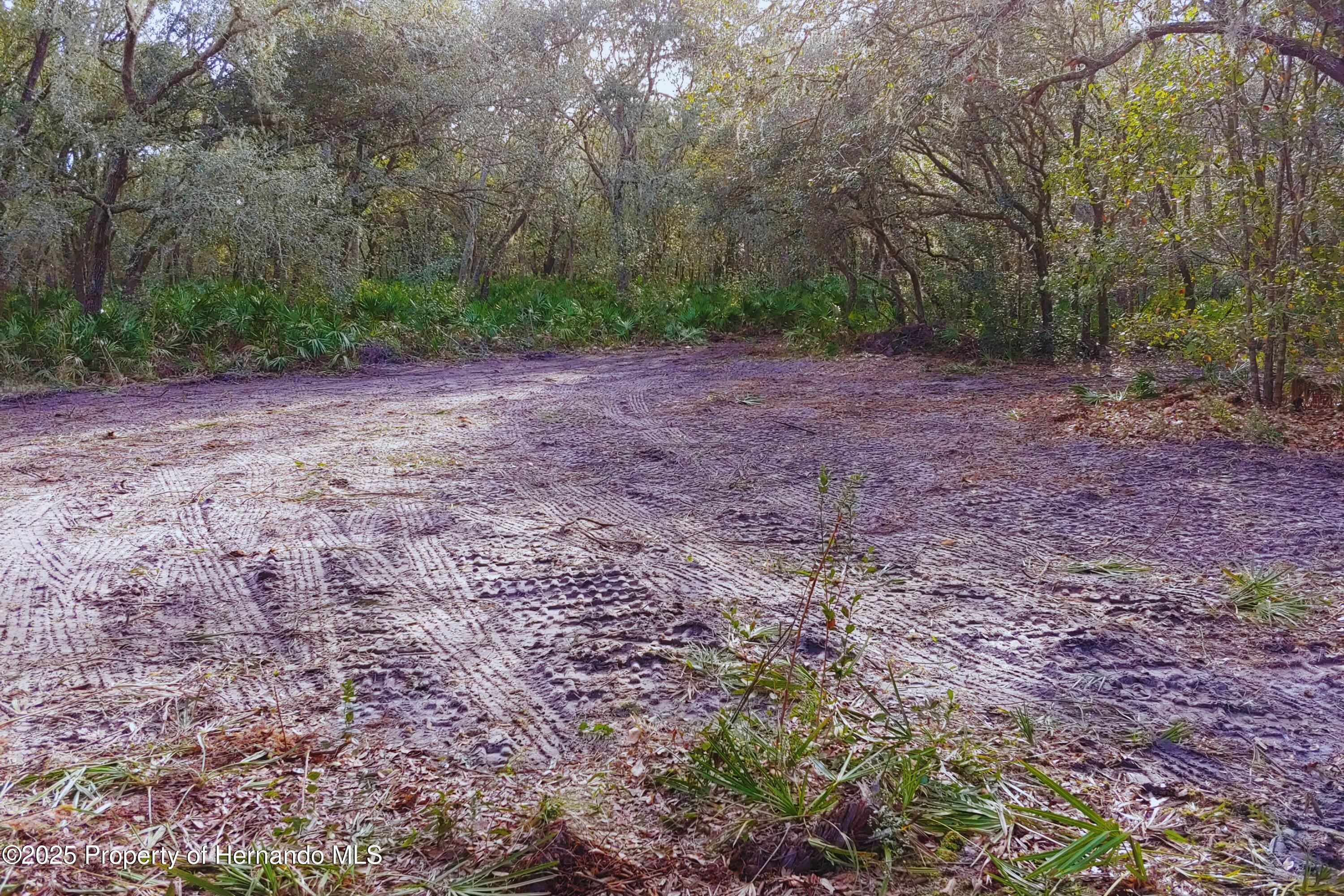 Butternut Drive, Webster, Florida image 3