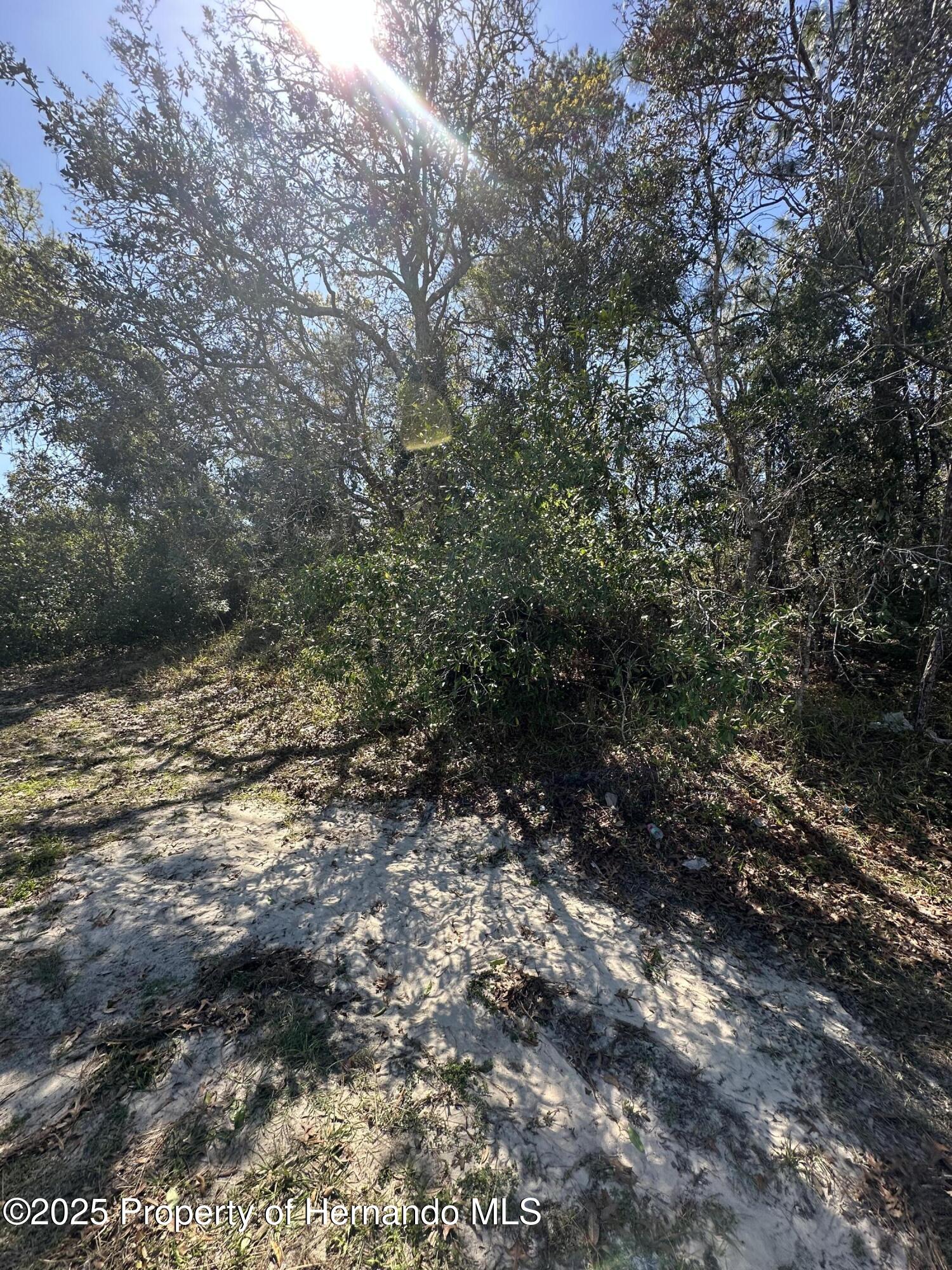 Amherst Avenue, Spring Hill, Florida image 4