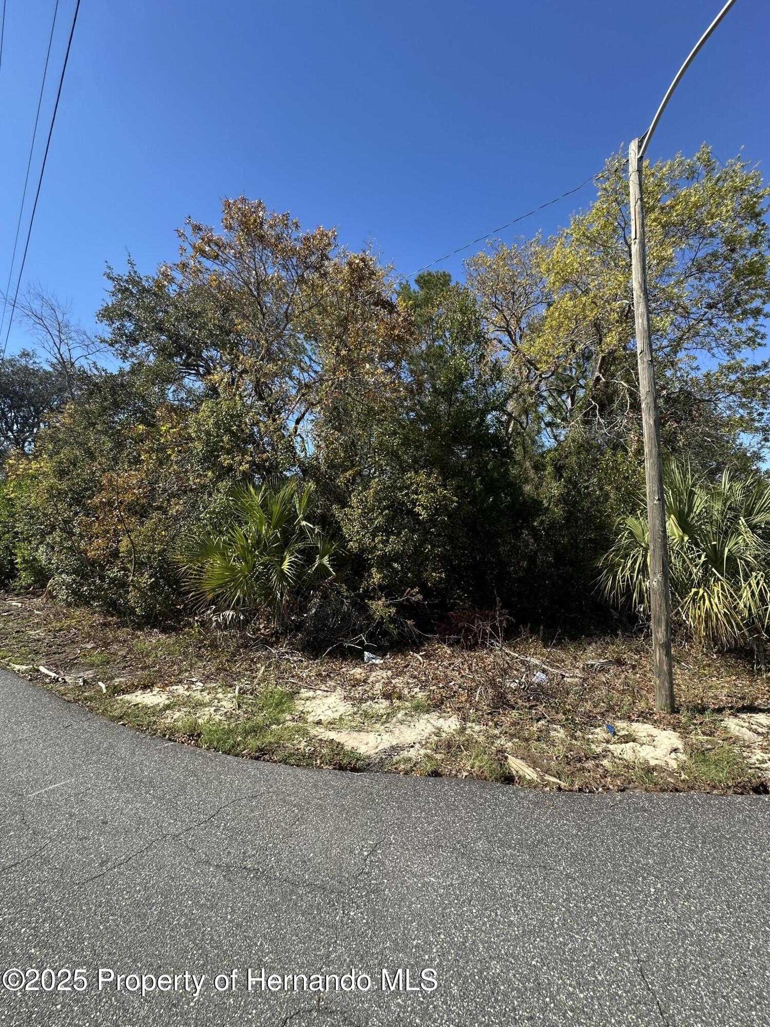 Amherst Avenue, Spring Hill, Florida image 5