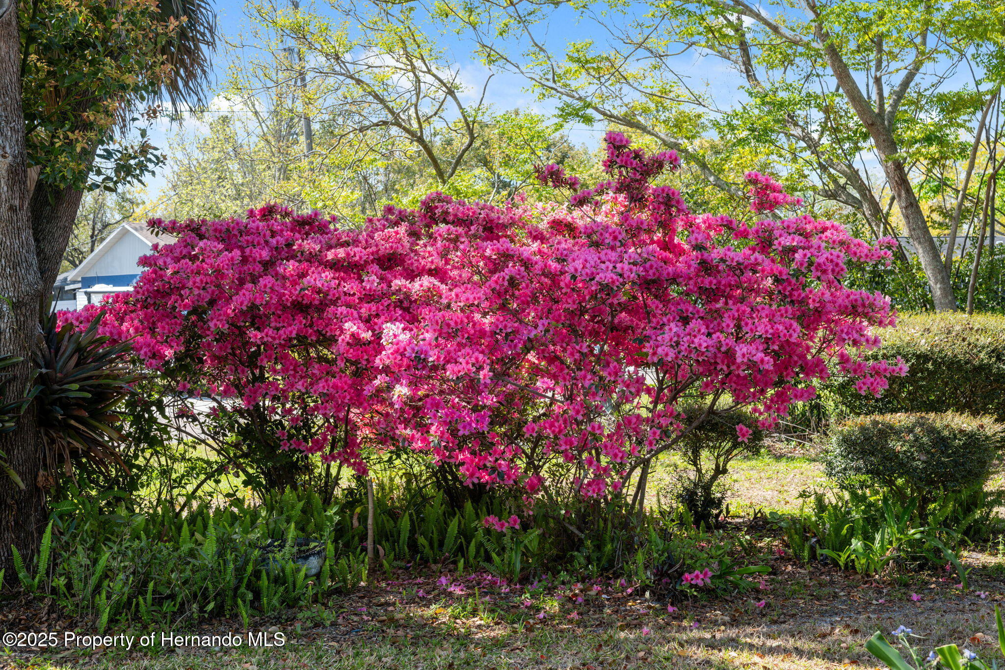 2335 Summerfield Avenue, Spring Hill, Florida image 49