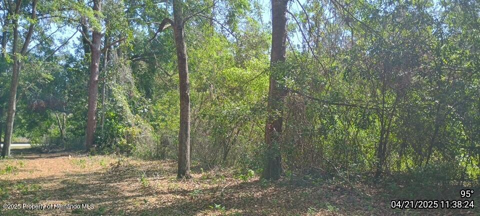 16280 Palacky Street, Masaryktown, Florida image 1