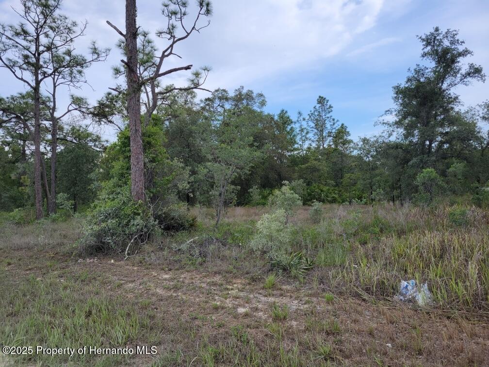 Cedarwood Avenue, Weeki Wachee, Florida image 1