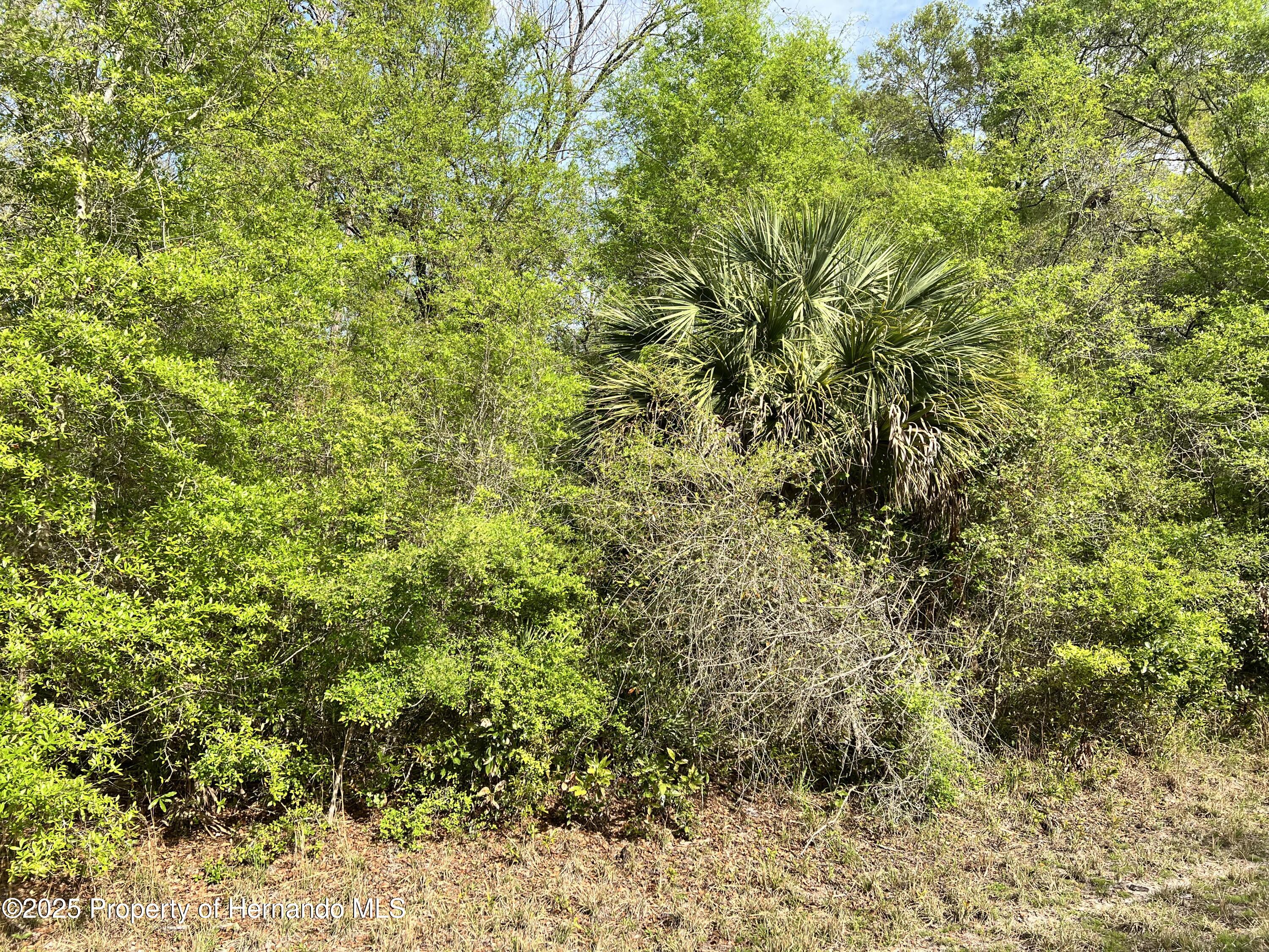 NW 74th Court, Chiefland, Florida image 8
