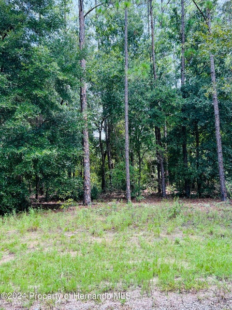 Vacant Land For Sale - 8681 Wallingford Avenue<br/> Citrus Springs, FL 34434