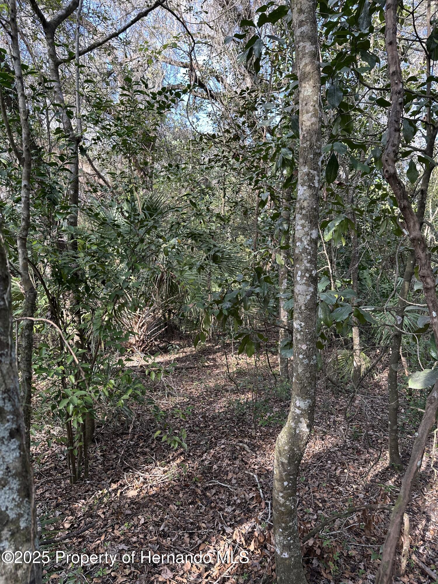Lucilles Shady Lane, Brooksville, Florida image 1