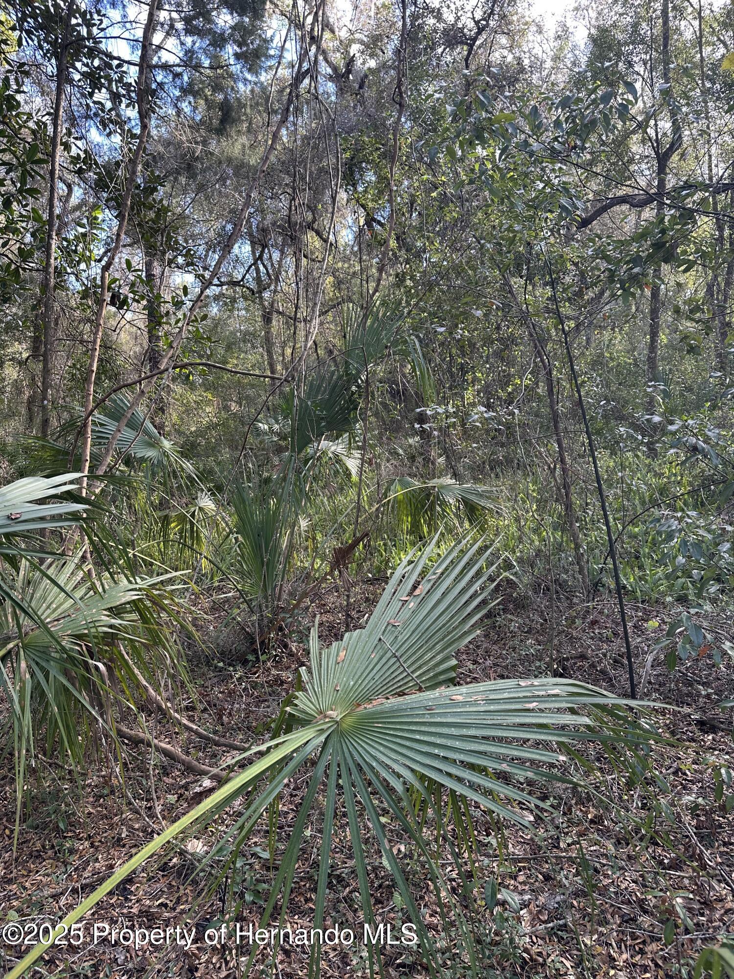 Lucilles Shady Lane, Brooksville, Florida image 4