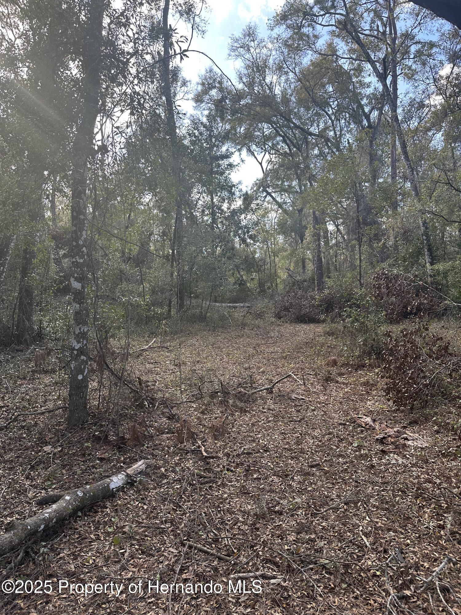 Lucilles Shady Lane, Brooksville, Florida image 3