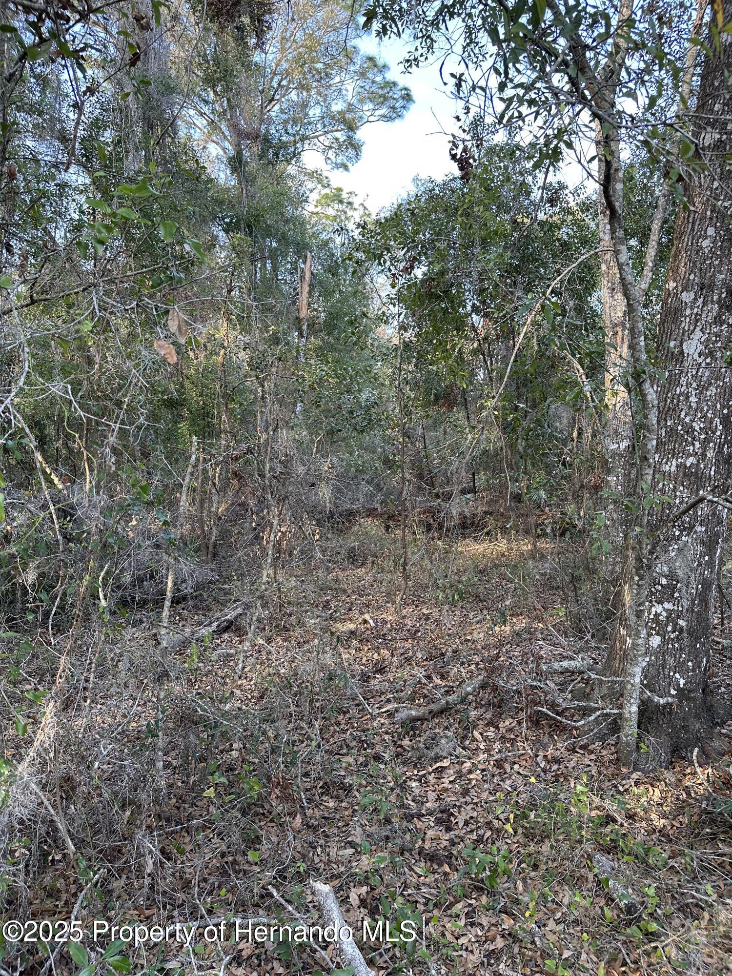 Lucilles Shady Lane, Brooksville, Florida image 7