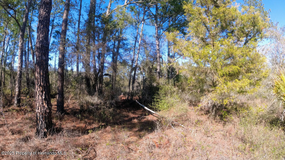 Lot 27 Coldrock Drive, Webster, Florida image 3