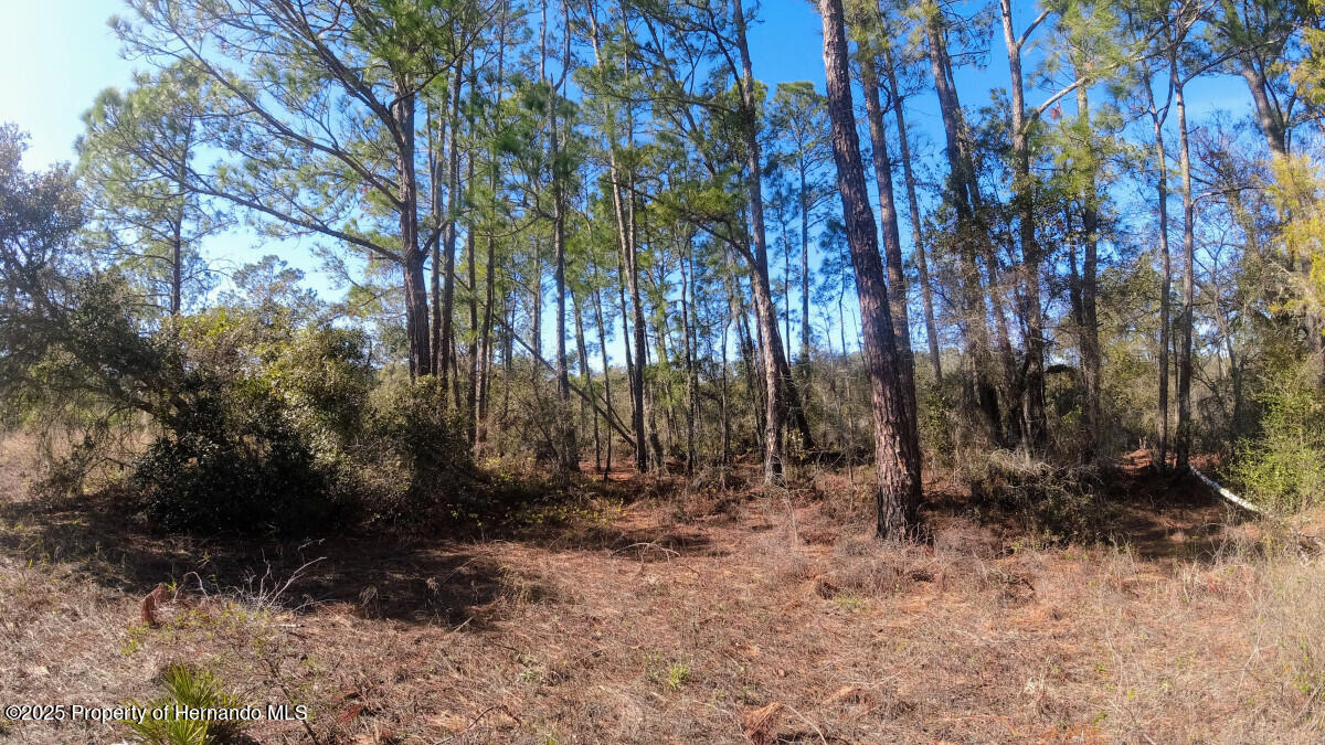 Lot 27 Coldrock Drive, Webster, Florida image 2