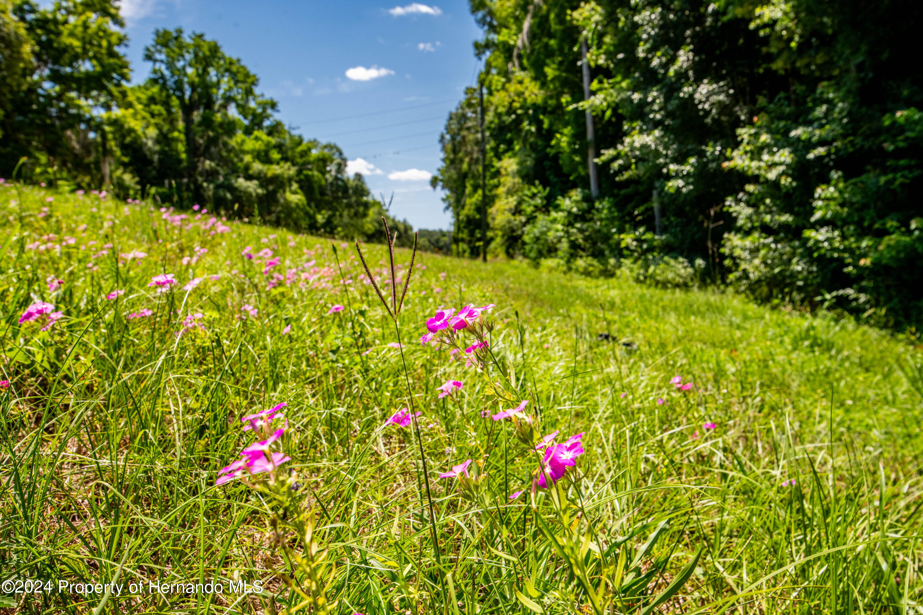 Lake Lindsey Road, Nobleton, Florida image 16