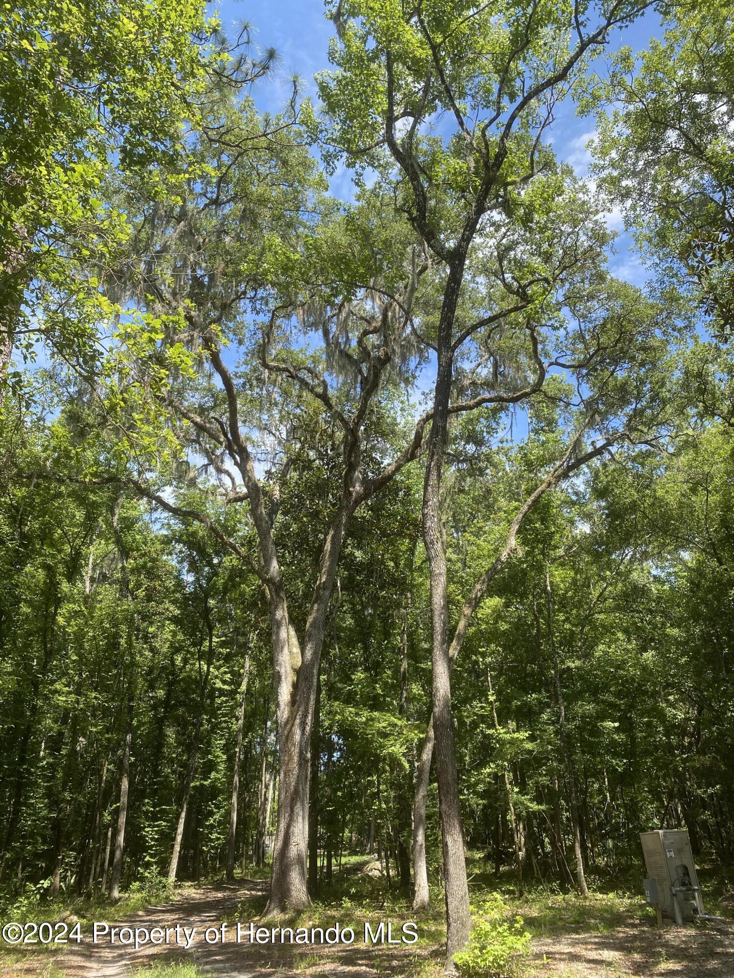 Snow Memorial Highway, Brooksville, Florida image 9