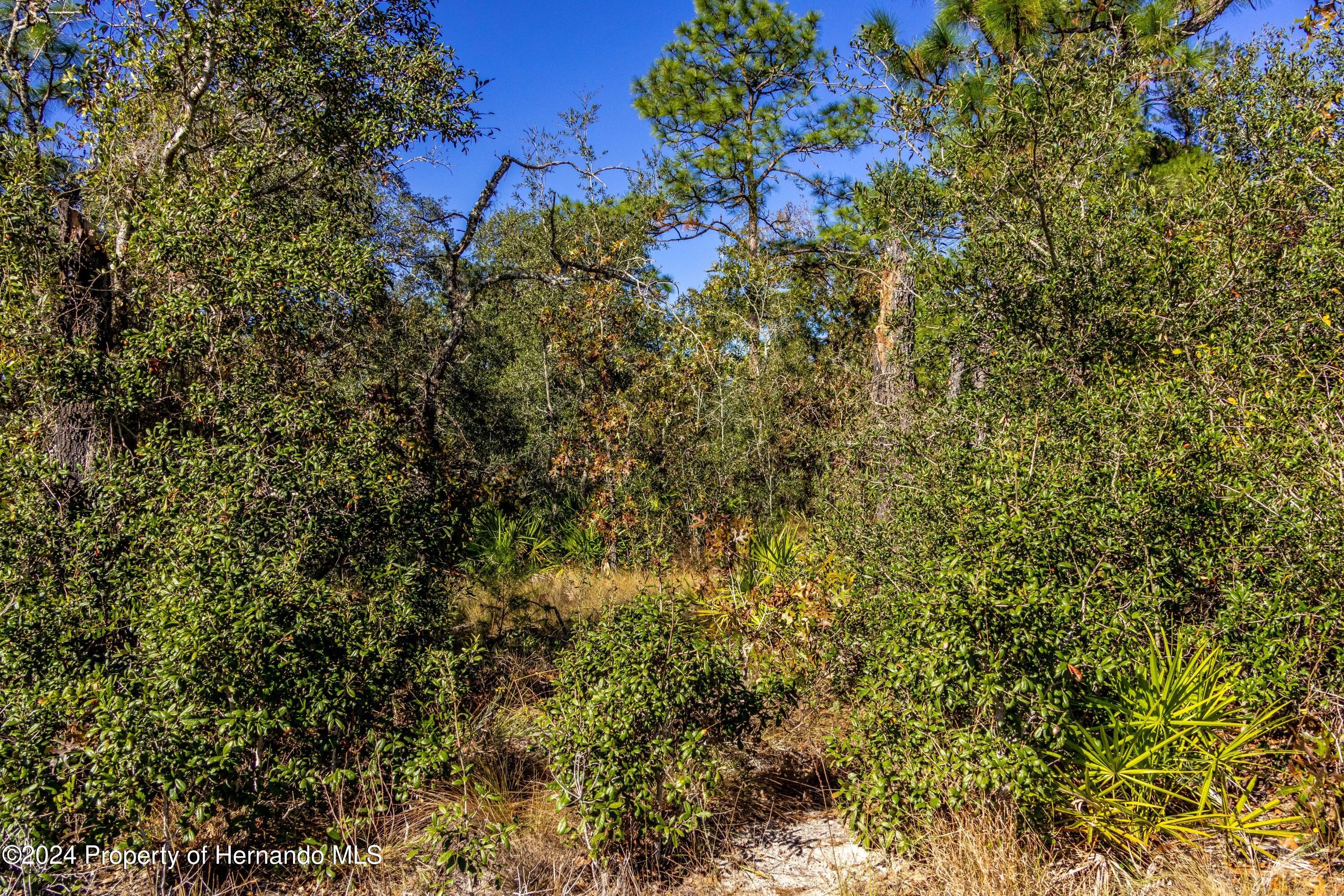 Maryland -lot 15 Avenue, Brooksville, Florida image 2