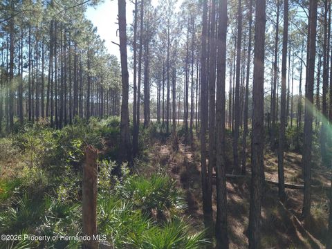 Vacant Land For Sale - Clyatt Road<br/> Chiefland, FL 32626
