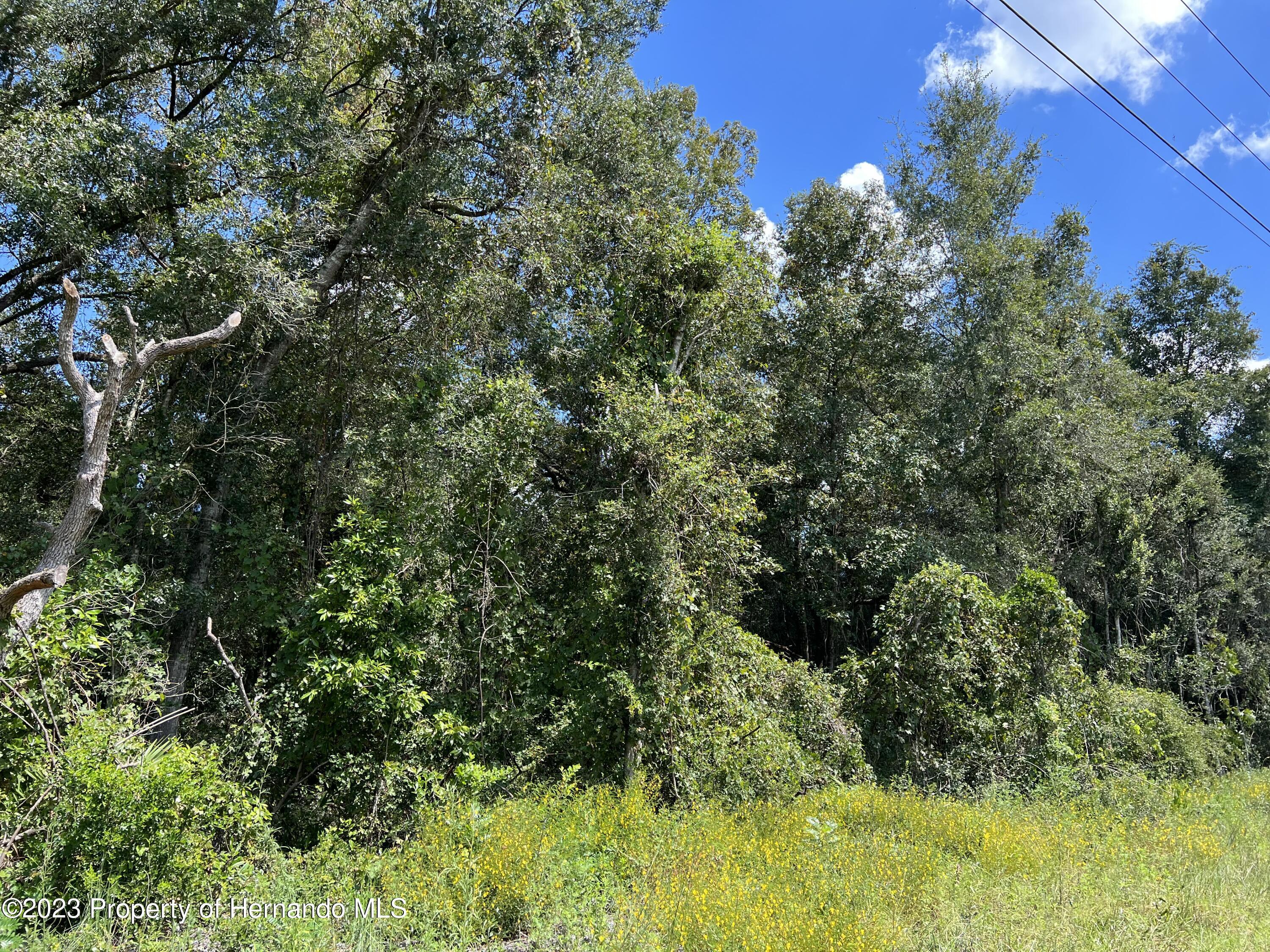 Us 19 Highway, Chiefland, Florida image 3