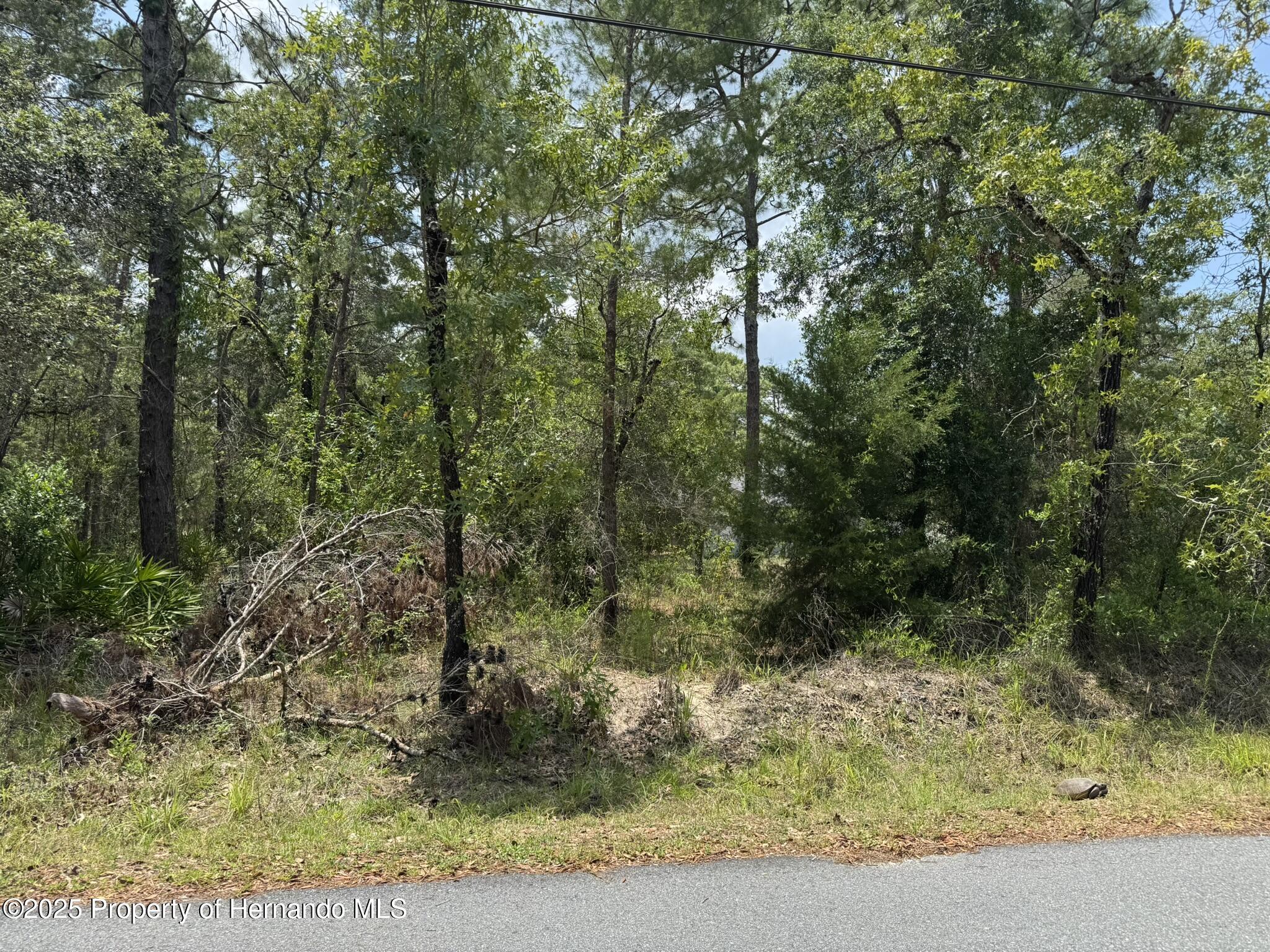 Lot 62 Michigan Avenue, Weeki Wachee, Florida image 1