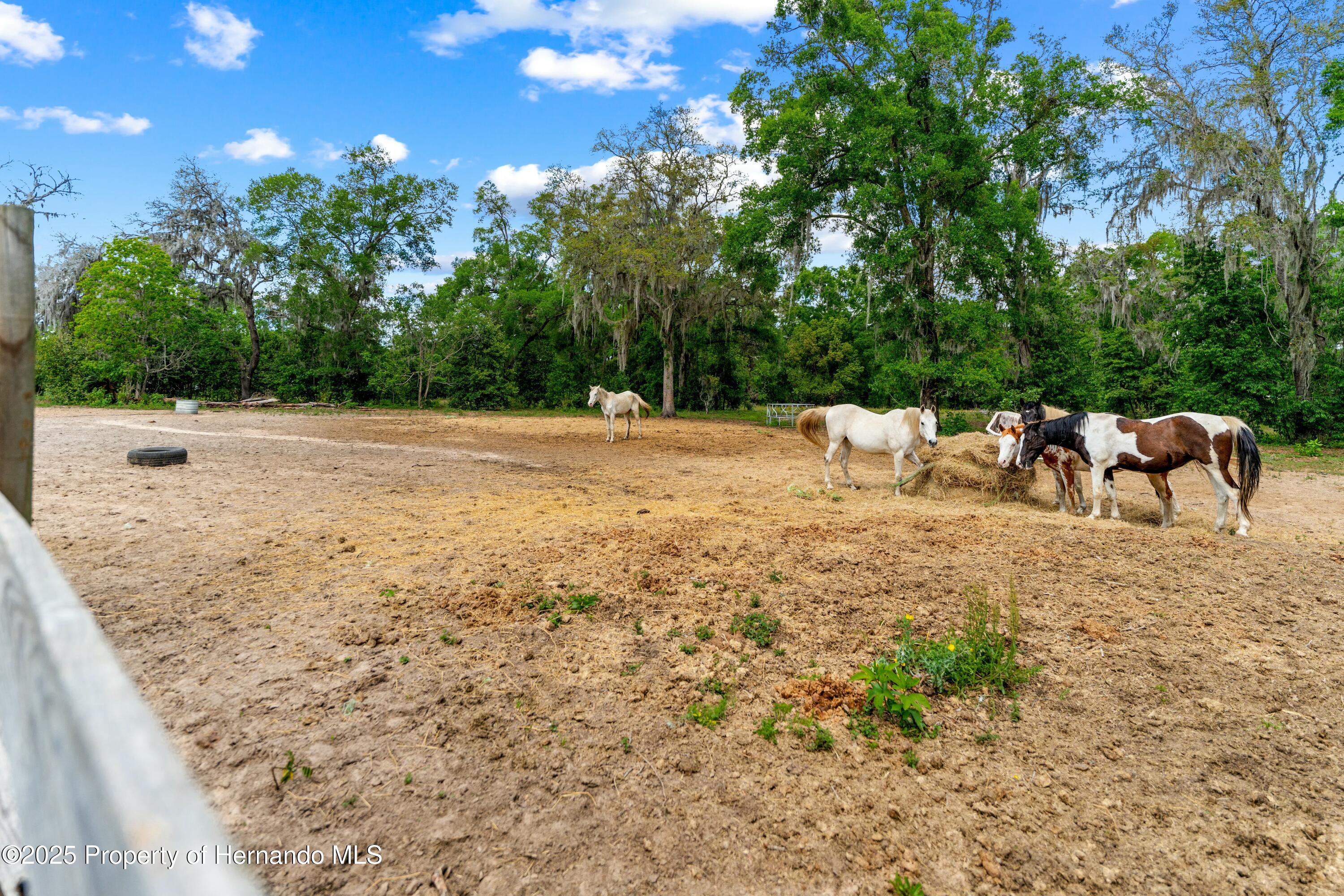 29193 Old Trilby Road, Brooksville, Florida image 6