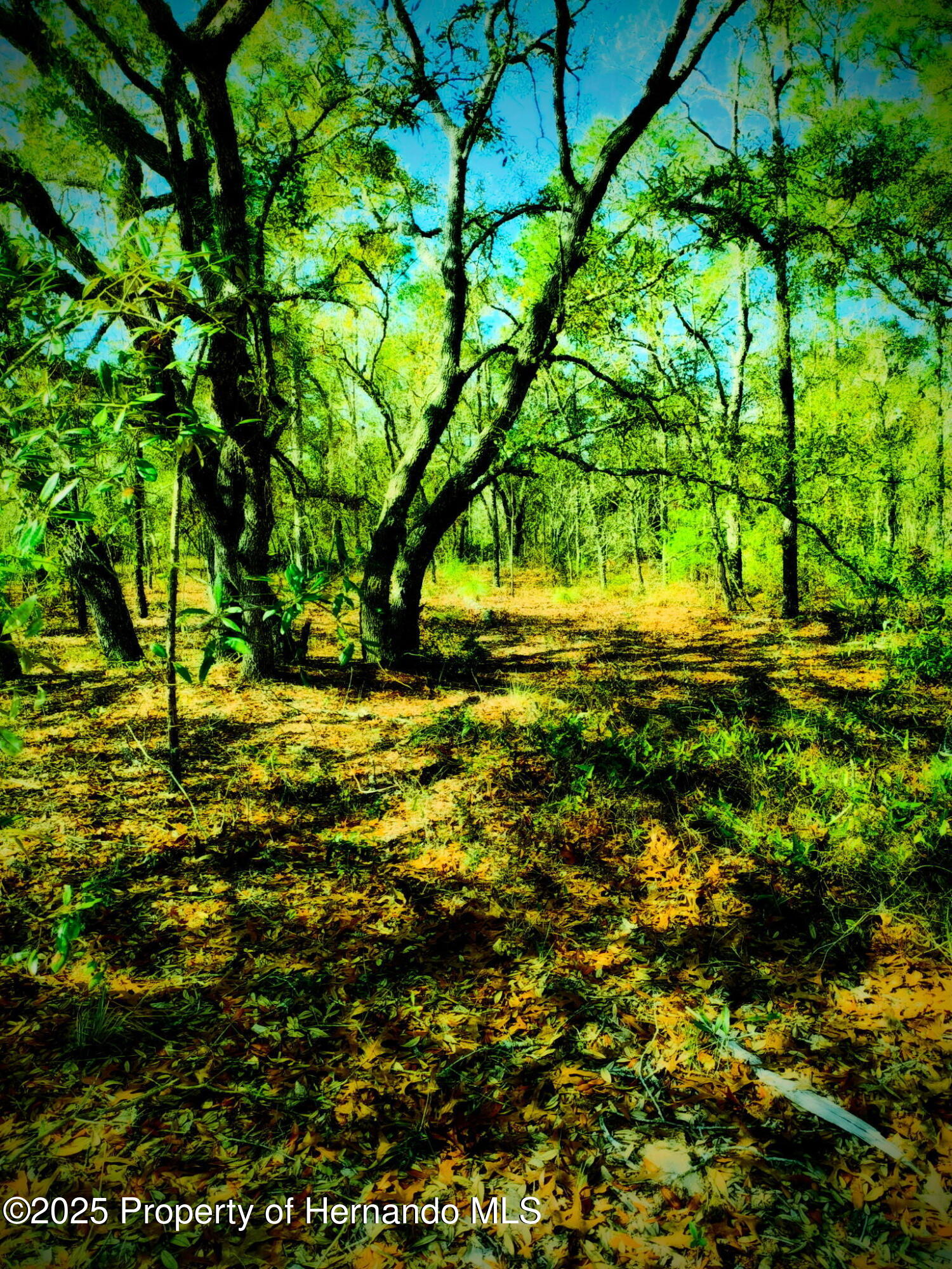 LOT 1 Robin Avenue, Weeki Wachee, Florida image 5