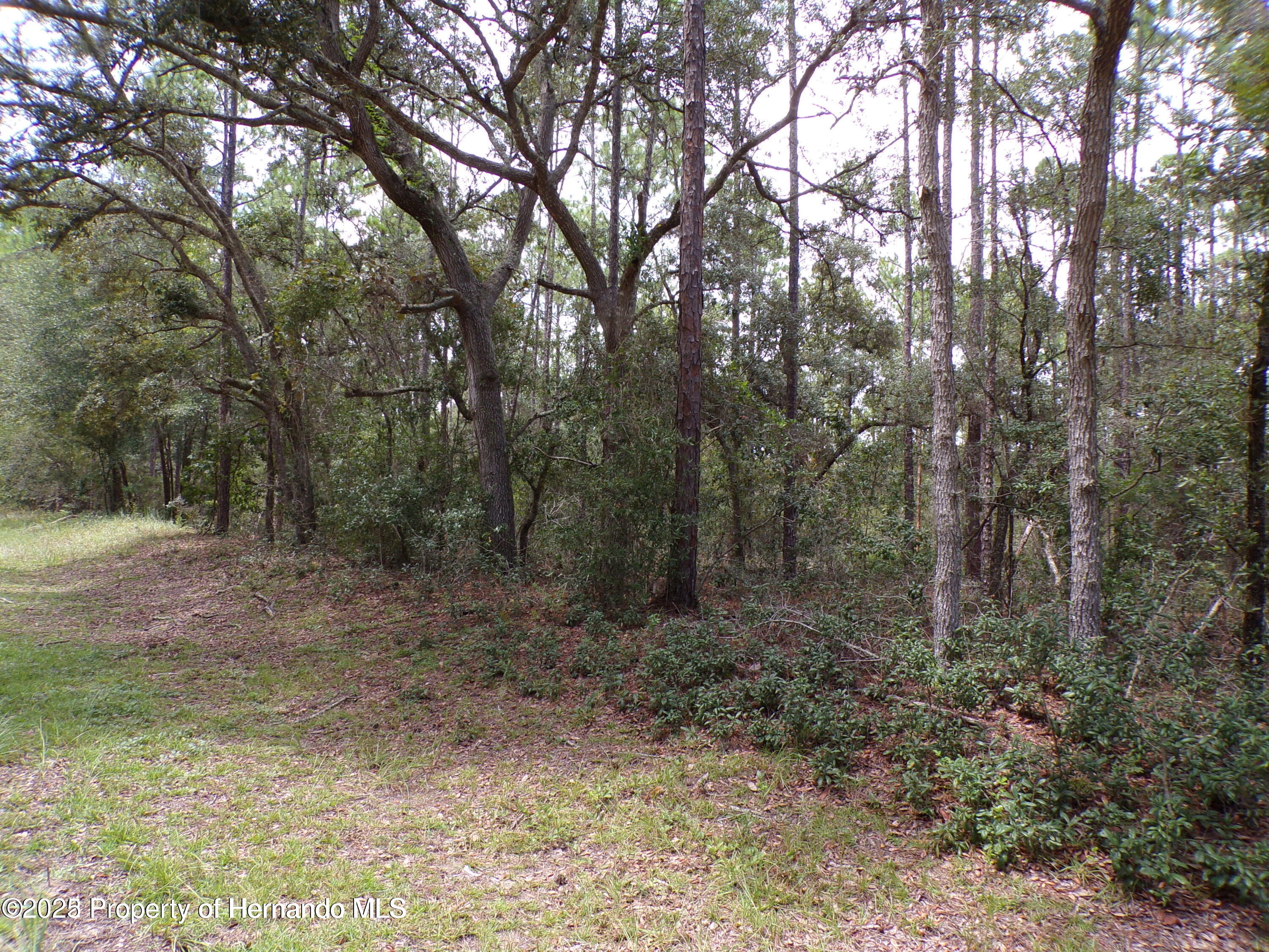 617 E Marquette Lane, Citrus Springs, Florida image 2