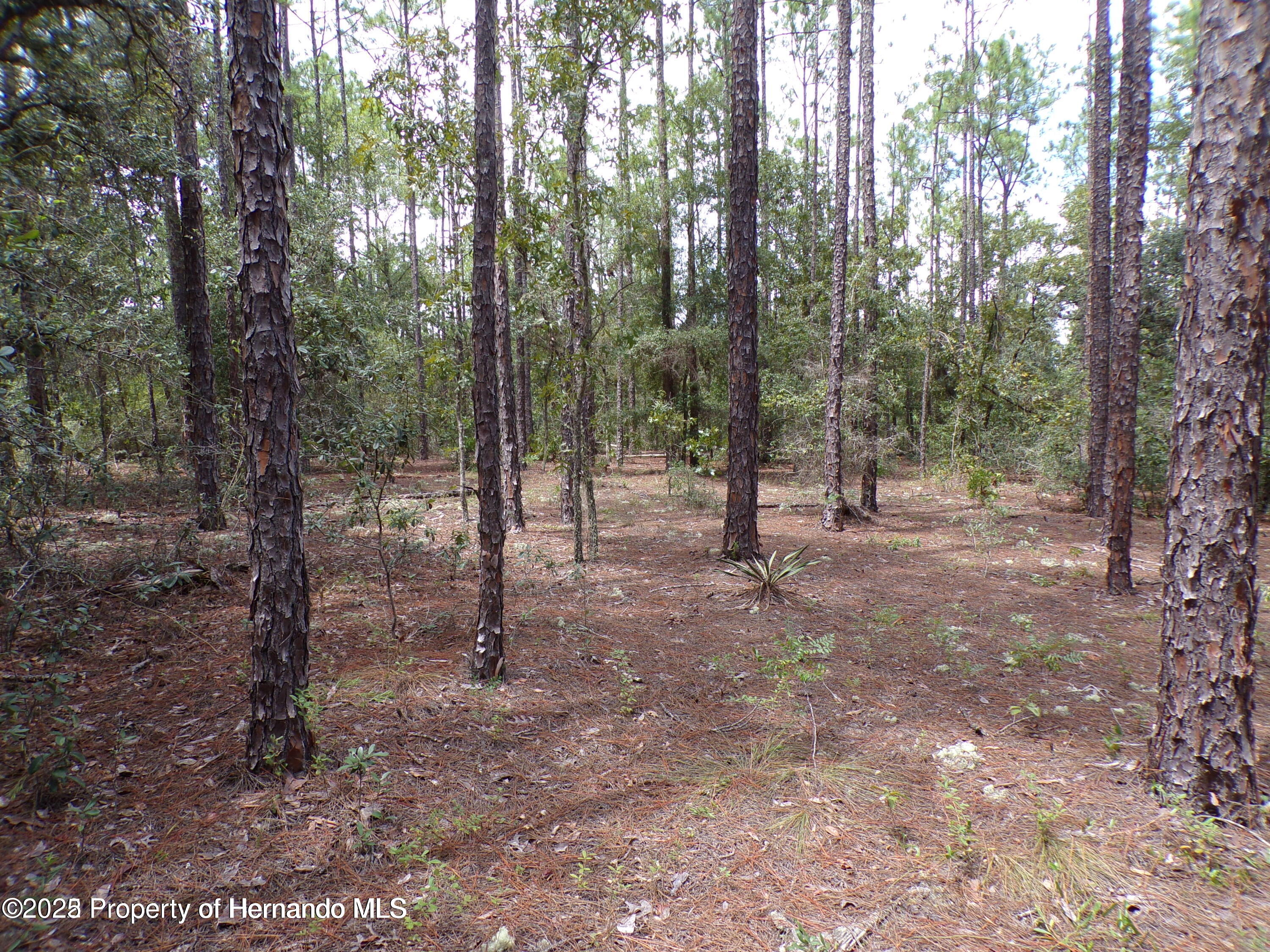 617 E Marquette Lane, Citrus Springs, Florida image 4