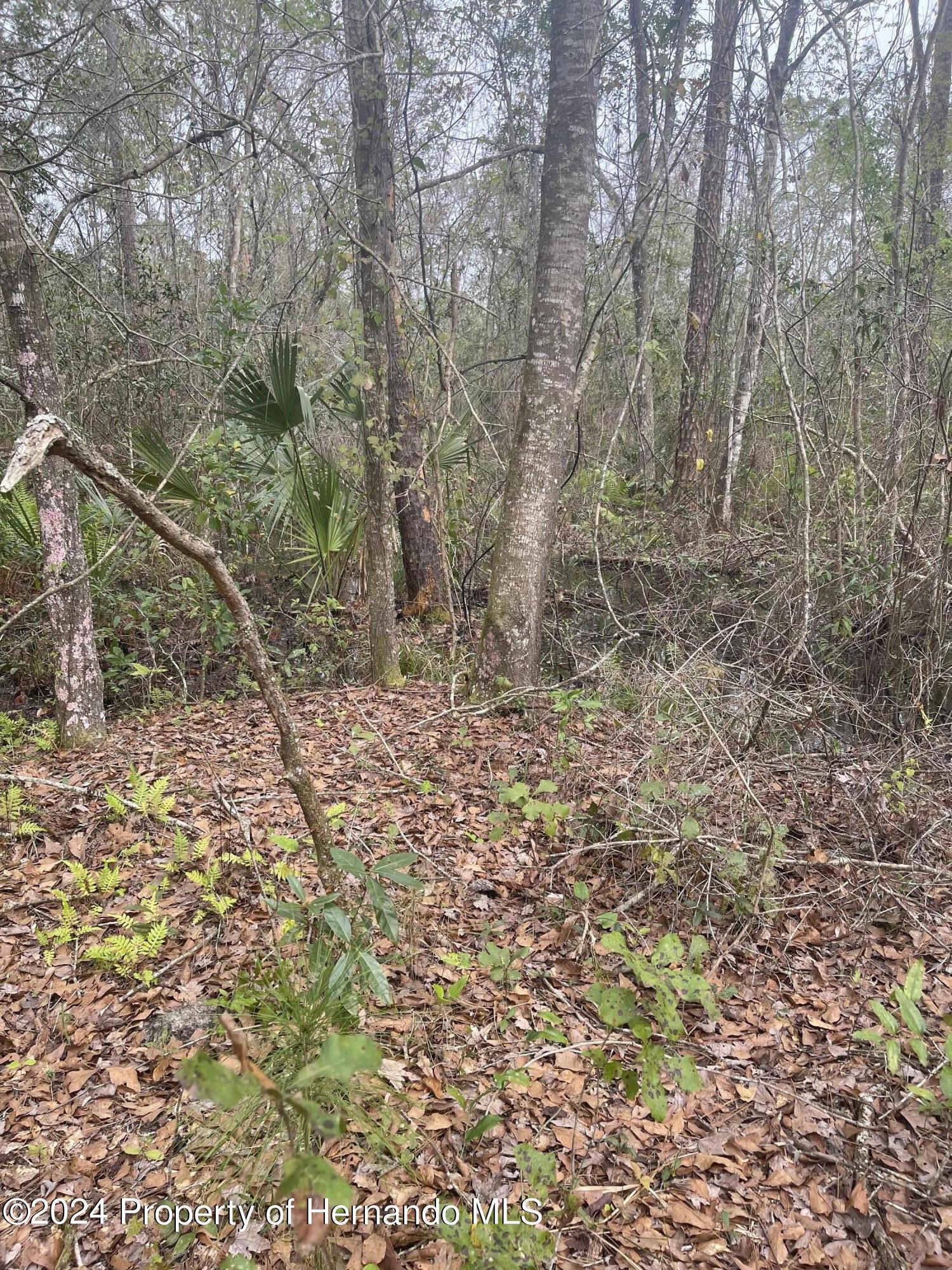 Nuzum Road, Weeki Wachee, Florida image 1