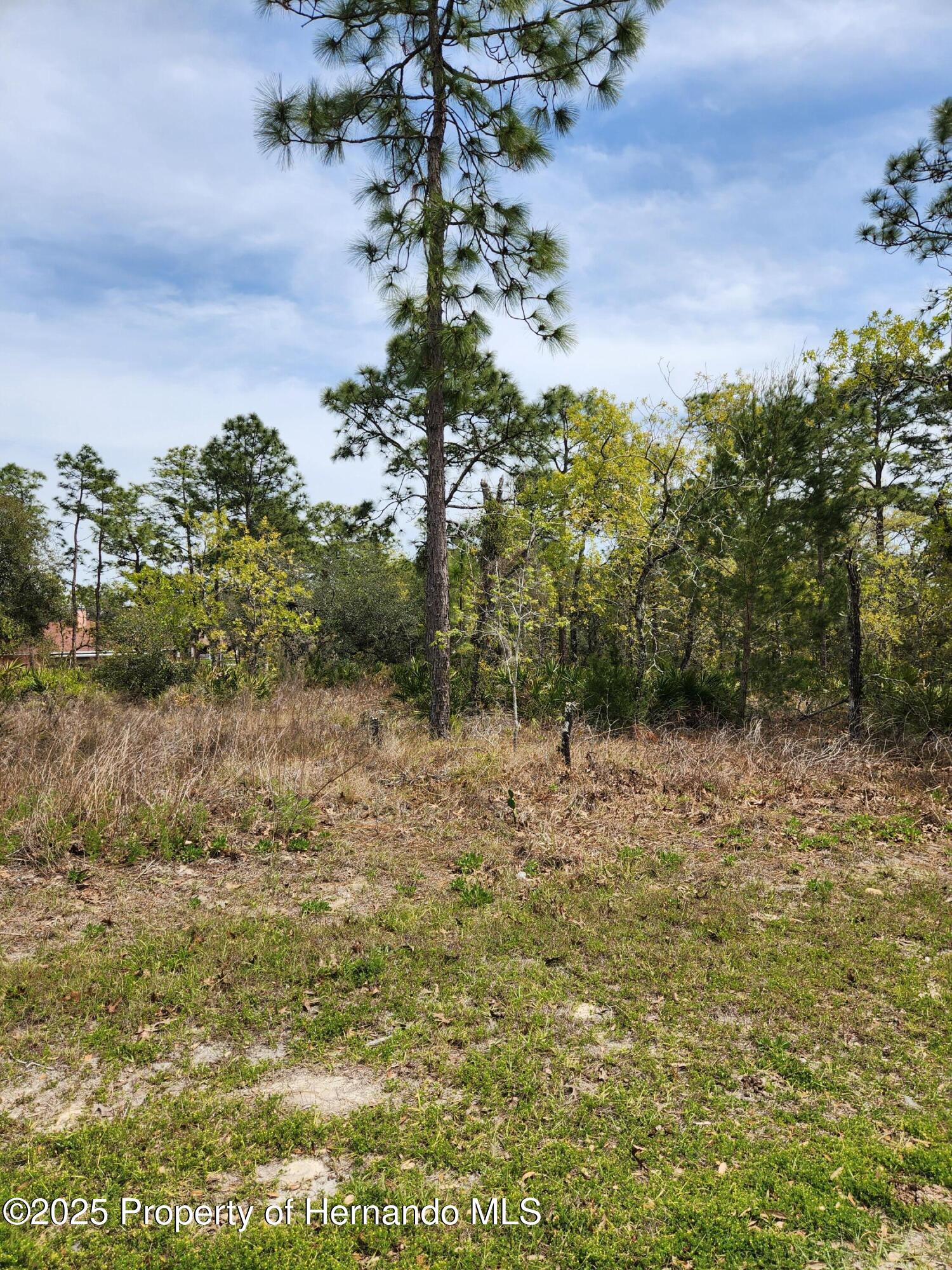 Liberto Road, Weeki Wachee, Florida image 3