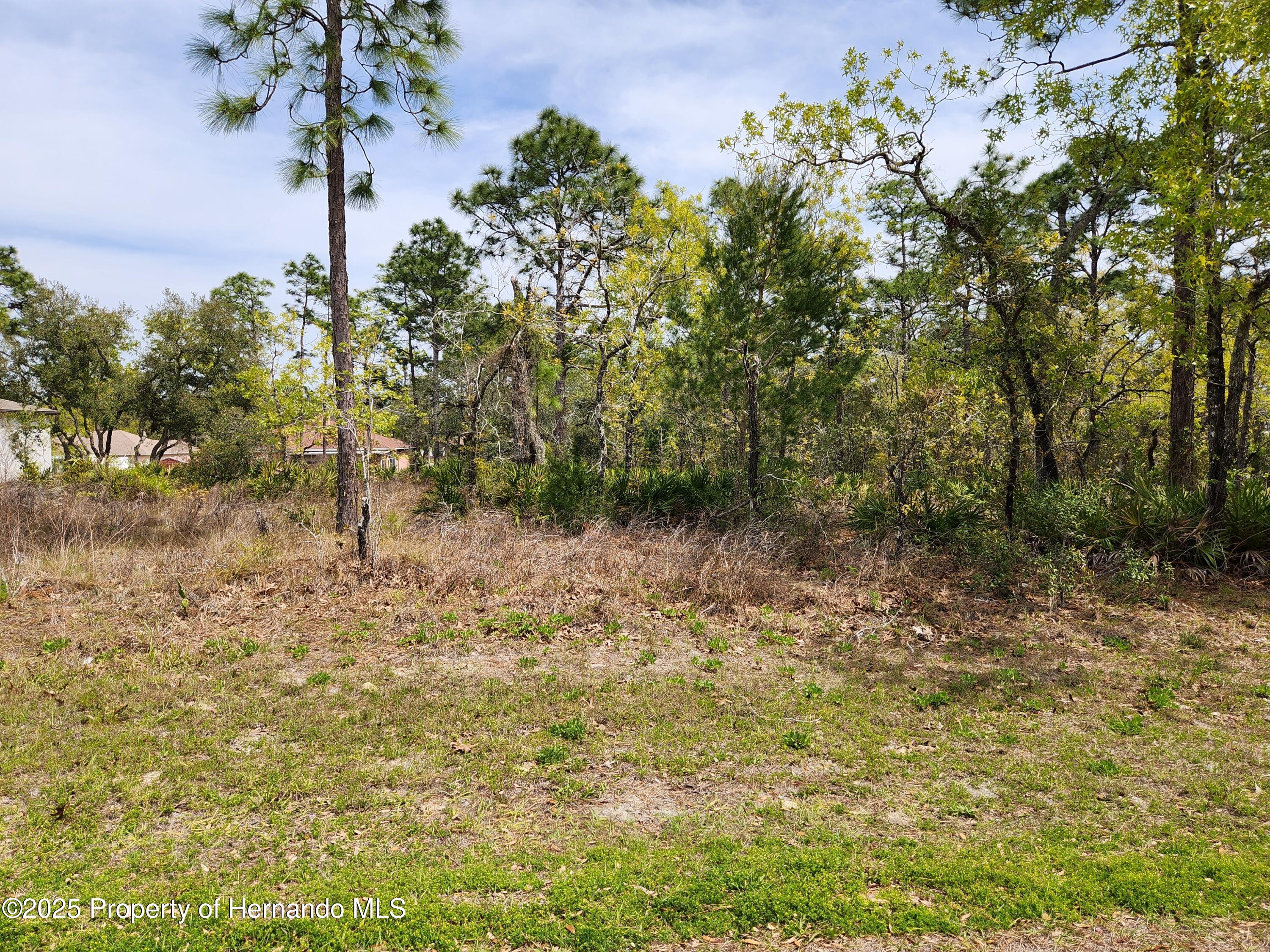 Liberto Road, Weeki Wachee, Florida image 1