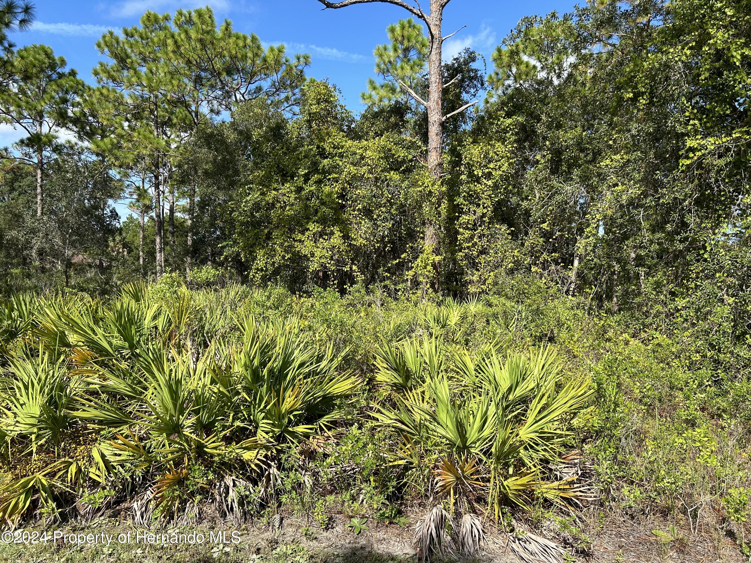 LOT 9 Parrot Road, Weeki Wachee, Florida image 1
