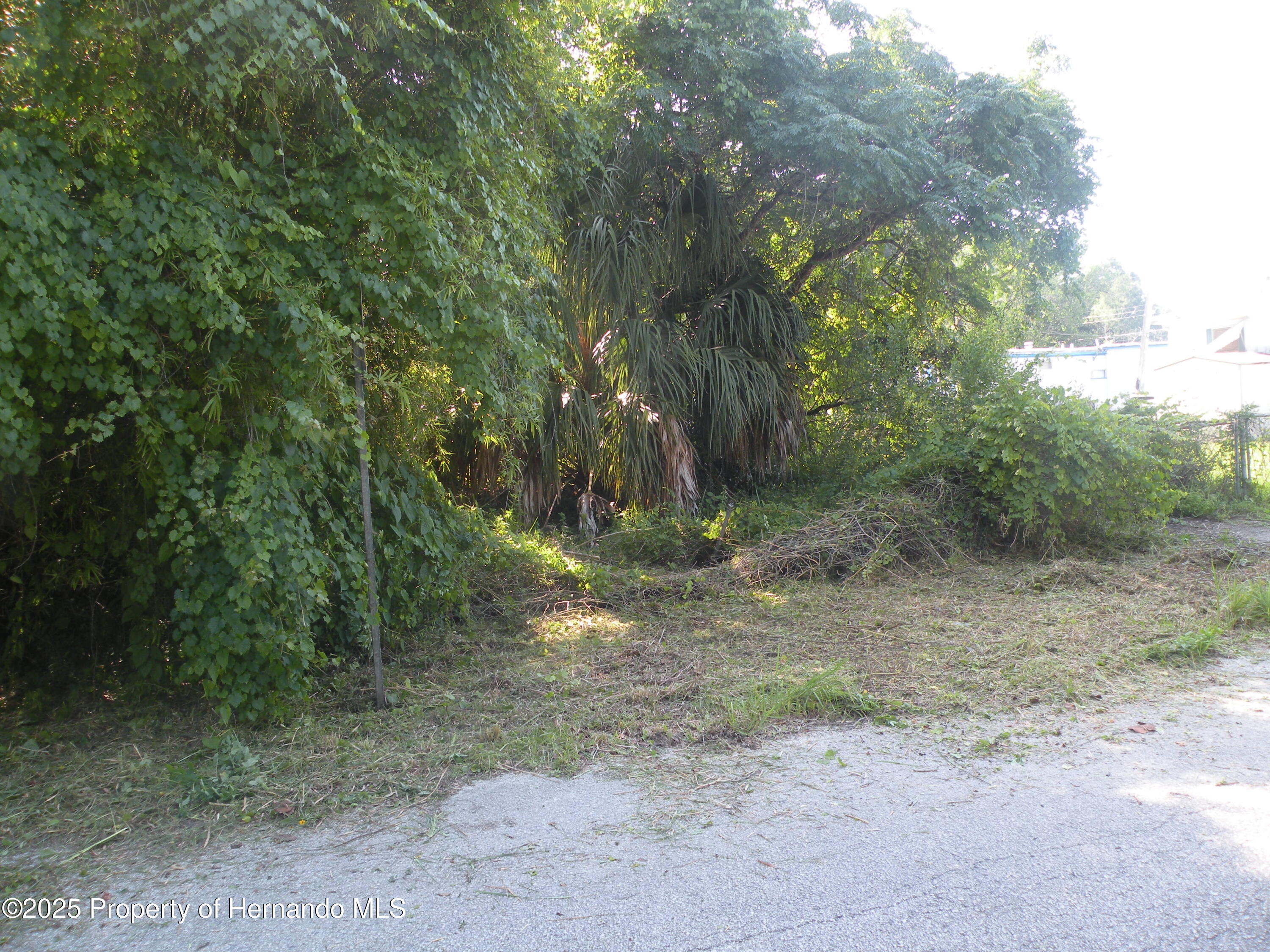 11540 Altoona Avenue, New Port Richey, Florida image 3