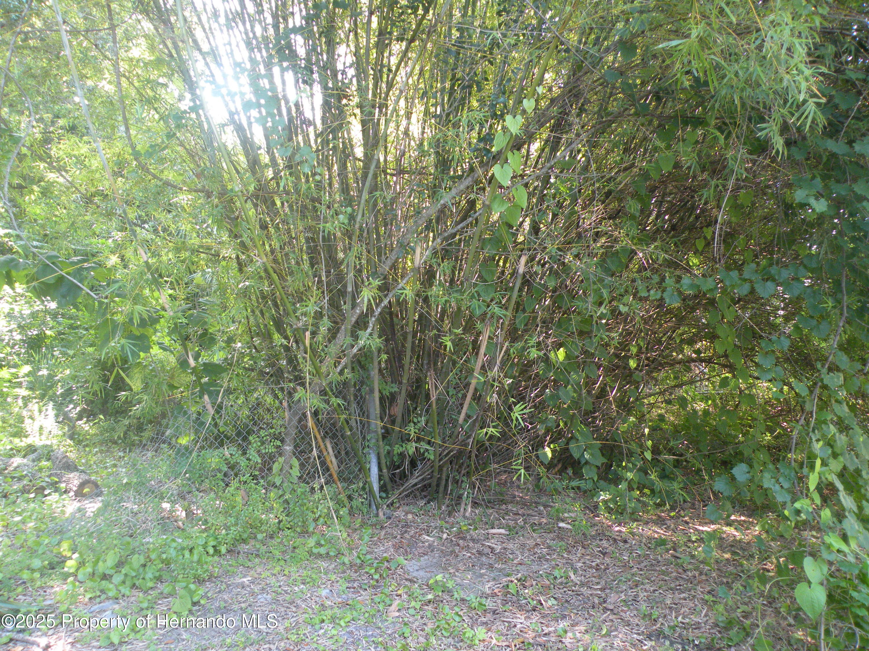 11540 Altoona Avenue, New Port Richey, Florida image 5