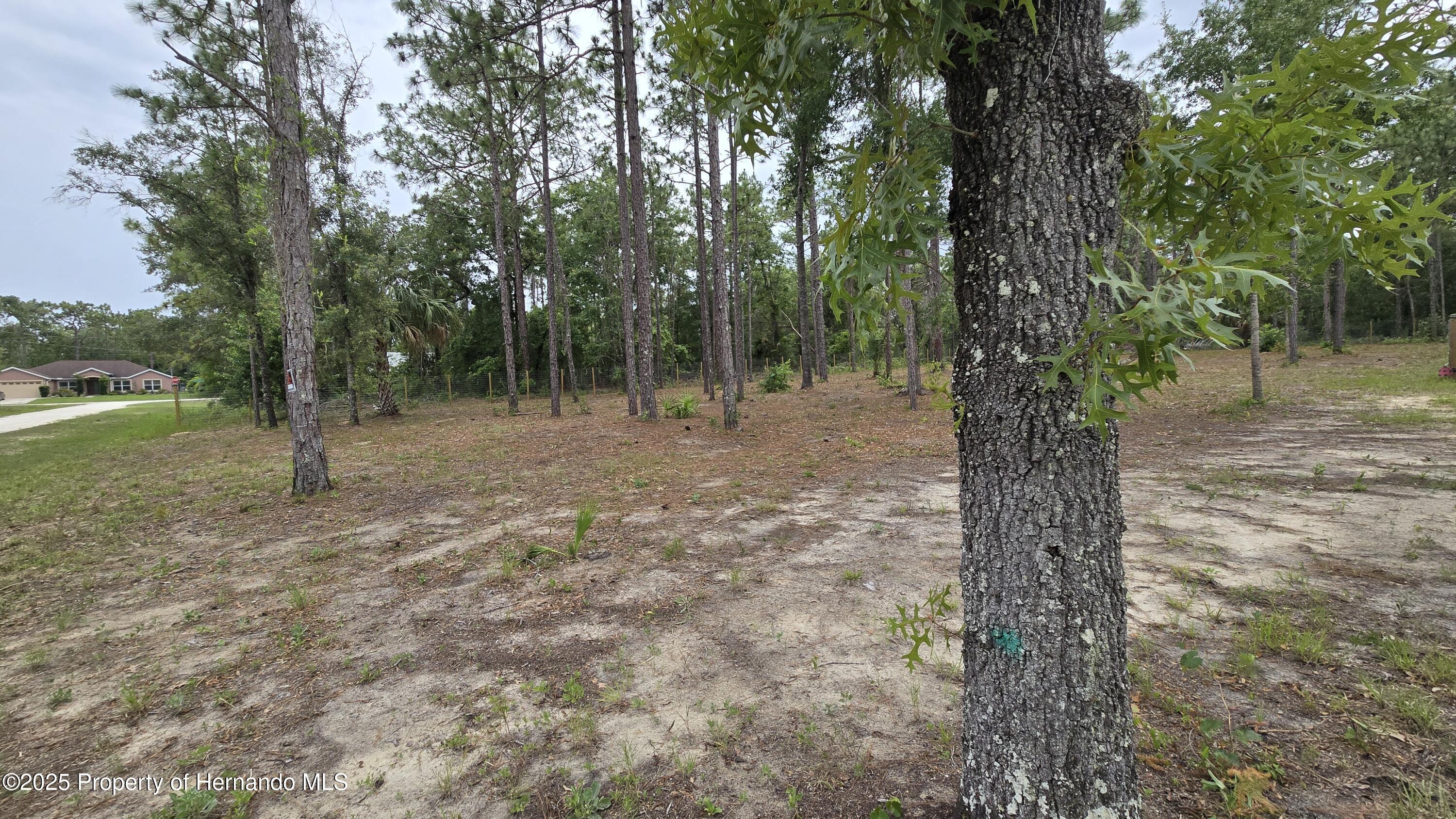 Catbird Road, Weeki Wachee, Florida image 3