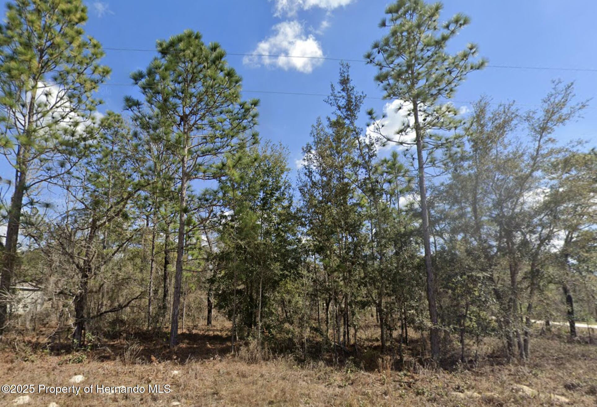 Courlan Road, Weeki Wachee, Florida image 5