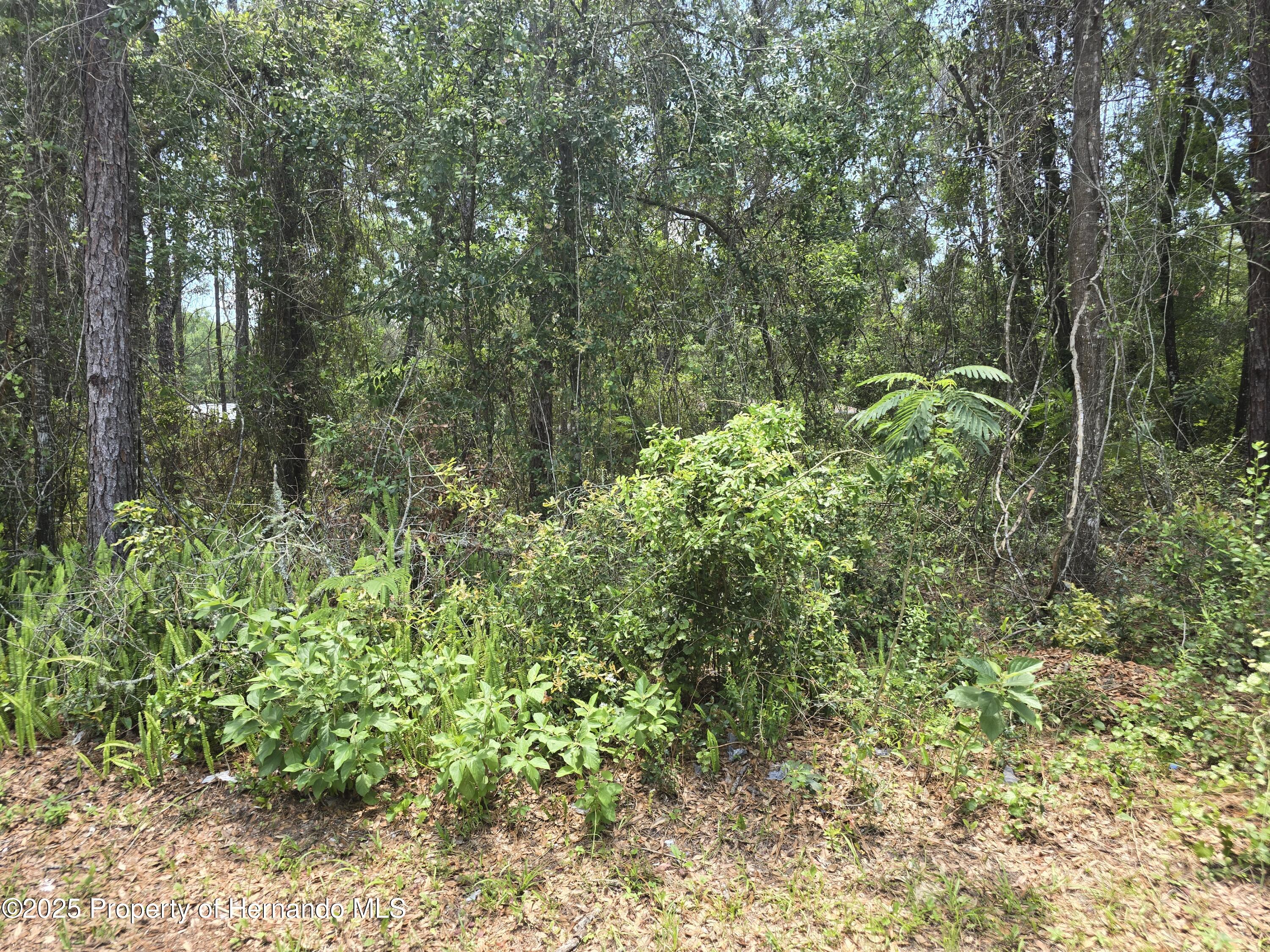 3546 E Diana Lane, Inverness, Florida image 4