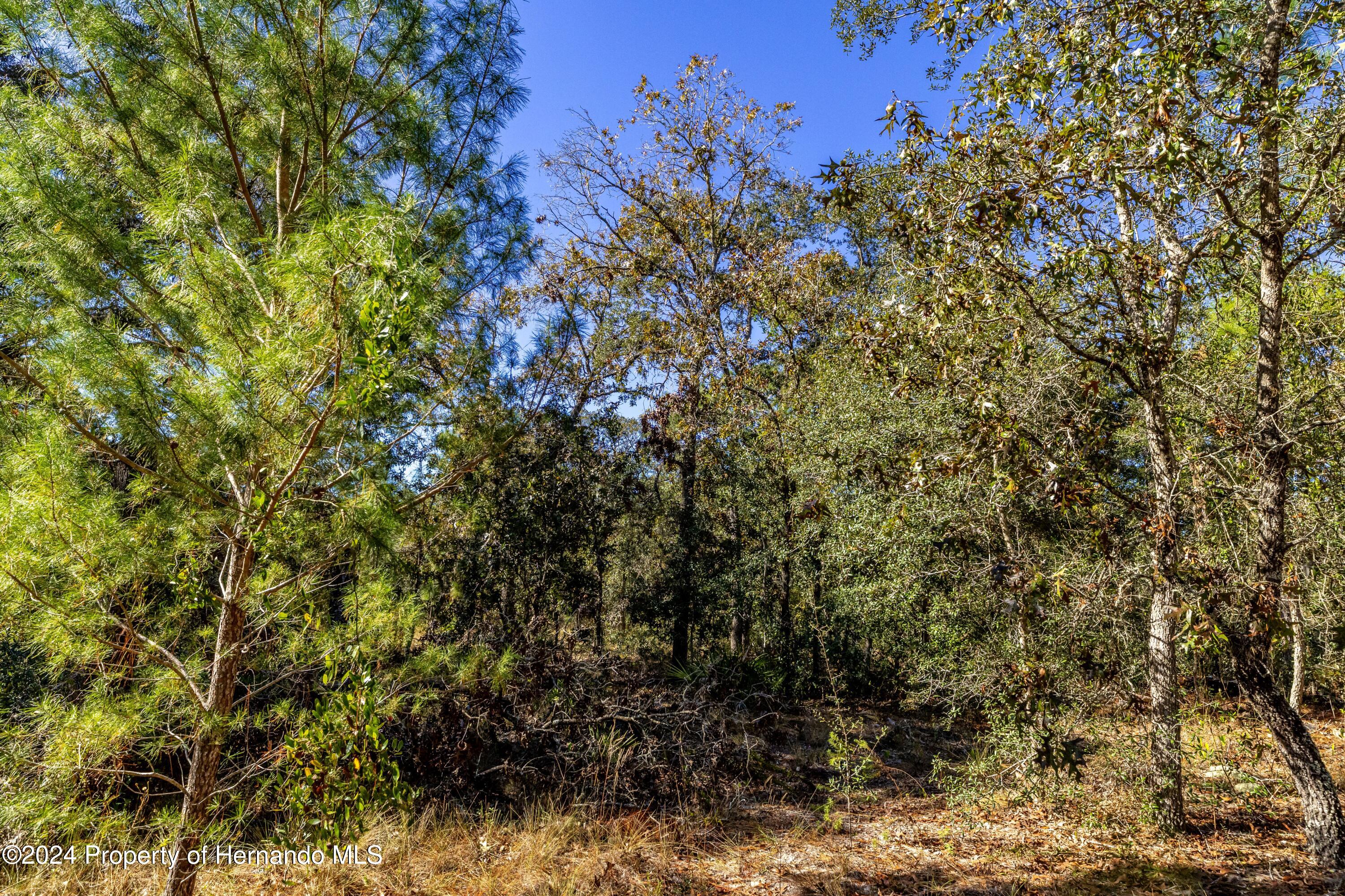 Maryland -lot 1 Avenue, Brooksville, Florida image 7