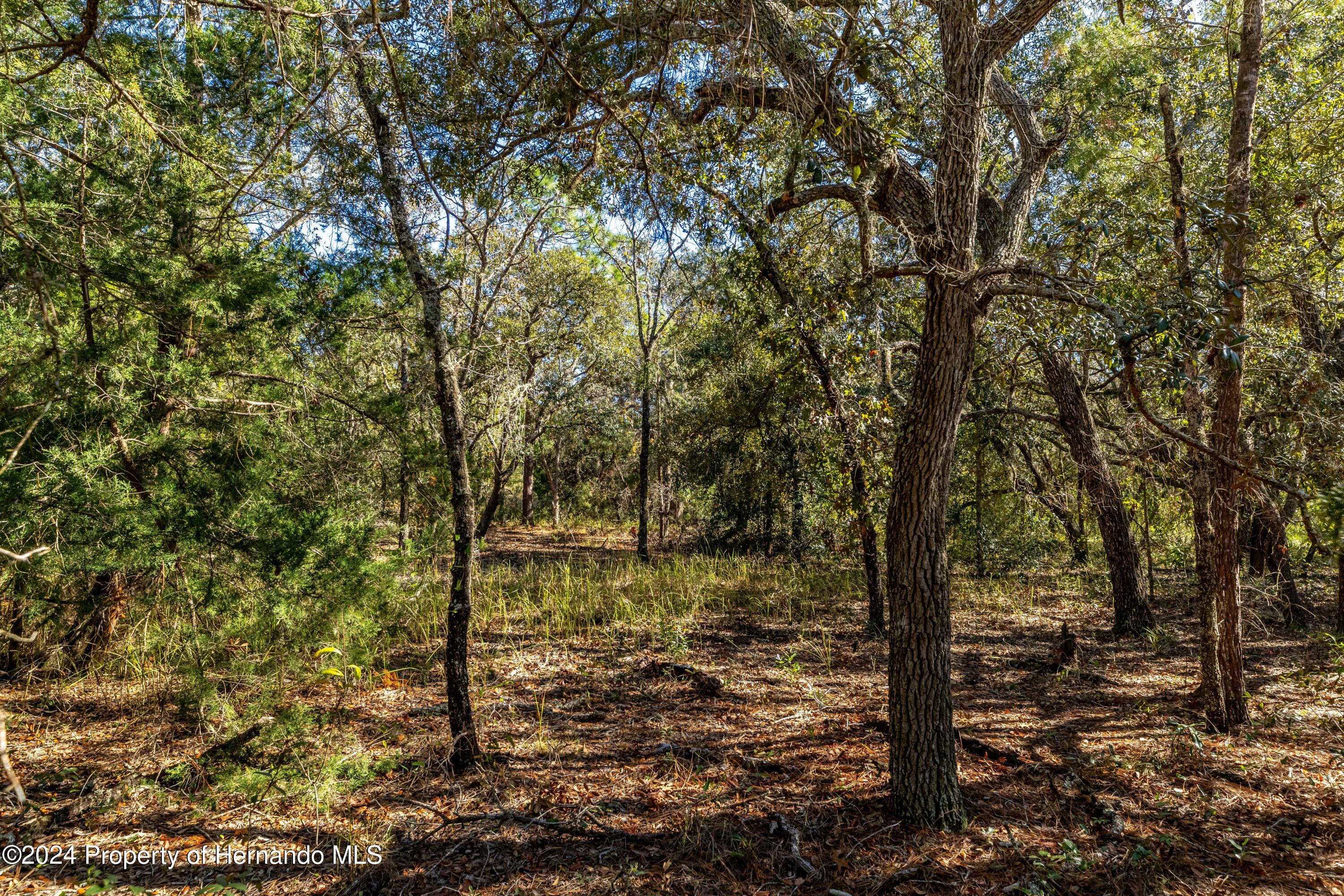 Maryland -lot 1 Avenue, Brooksville, Florida image 10