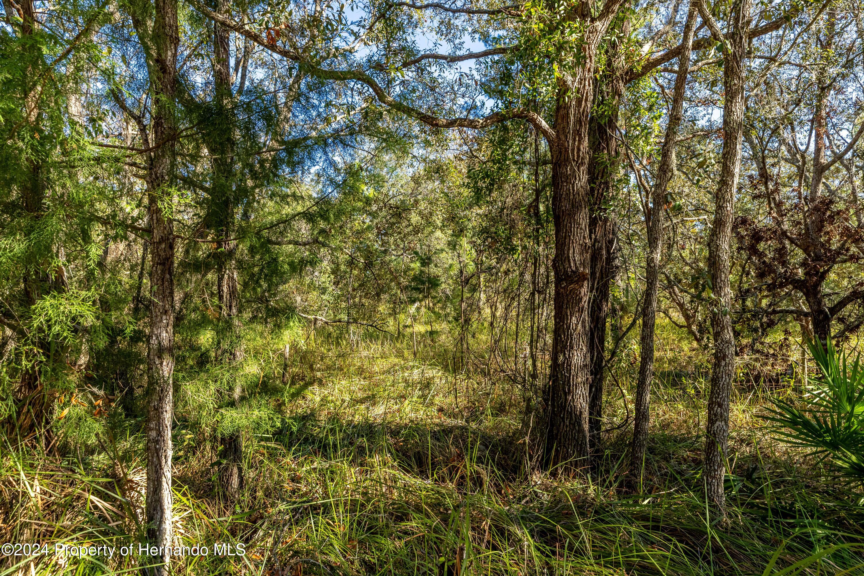 Maryland -lot 1 Avenue, Brooksville, Florida image 3