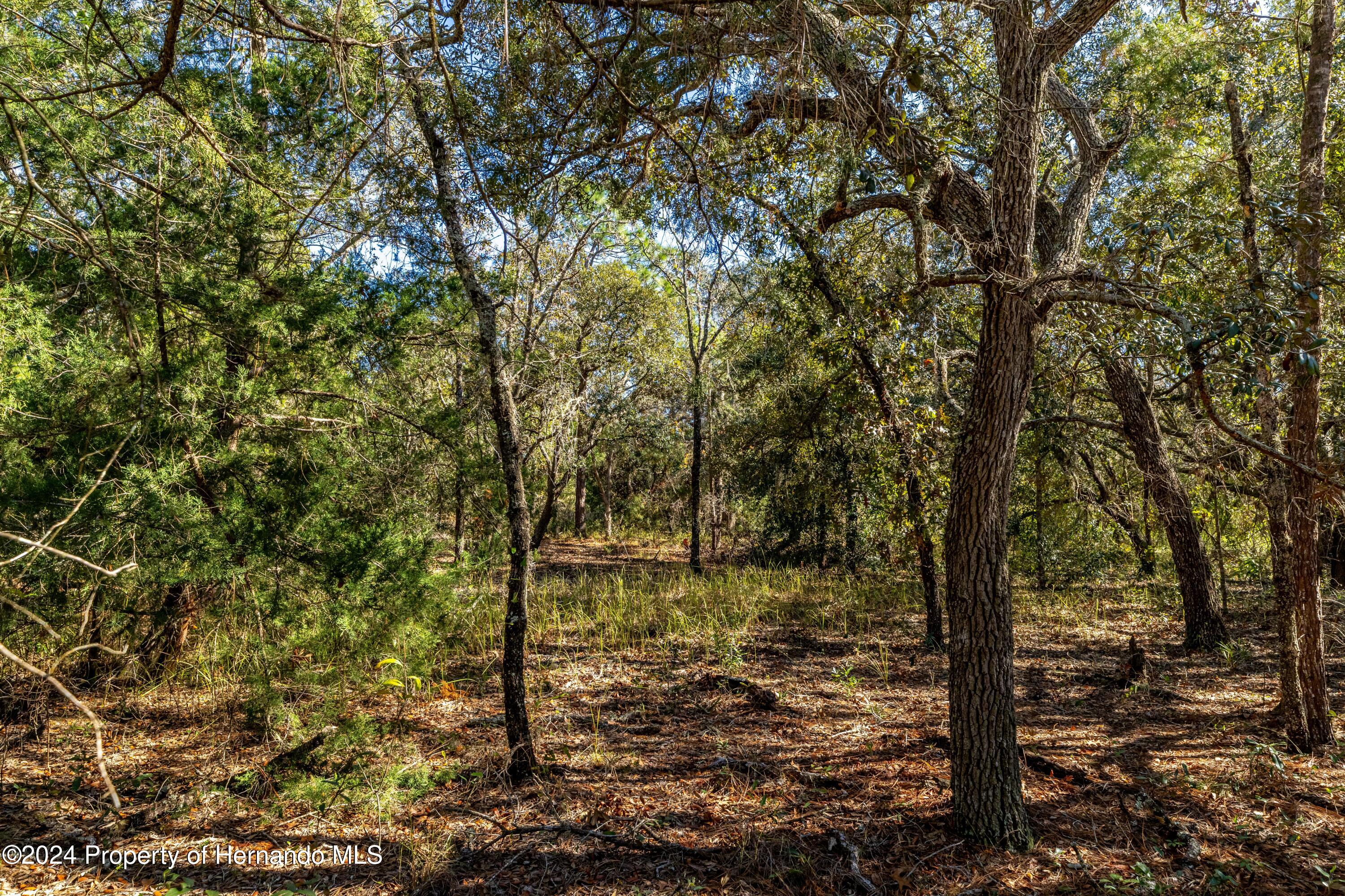 Maryland -lot 1 Avenue, Brooksville, Florida image 4