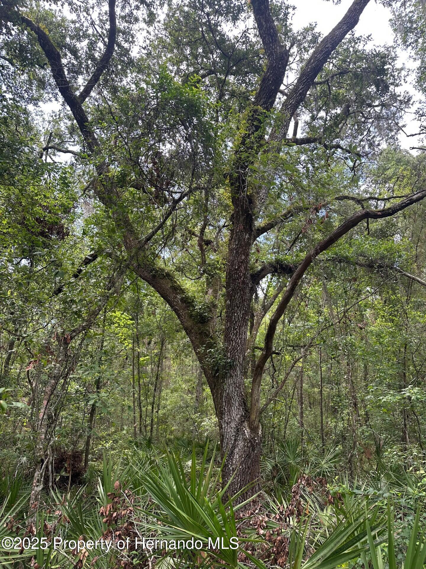 Emerson Road, Brooksville, Florida image 10