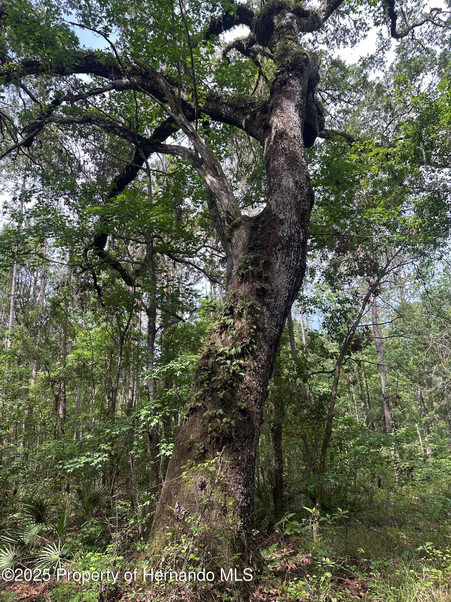 Emerson Road, Brooksville, Florida image 9