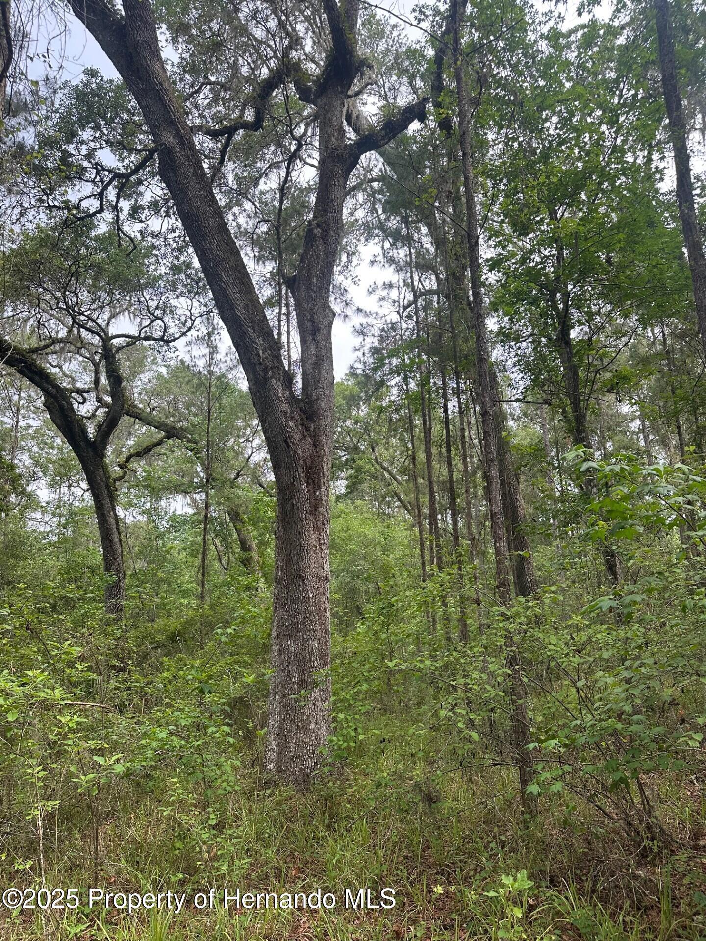 Emerson Road, Brooksville, Florida image 12