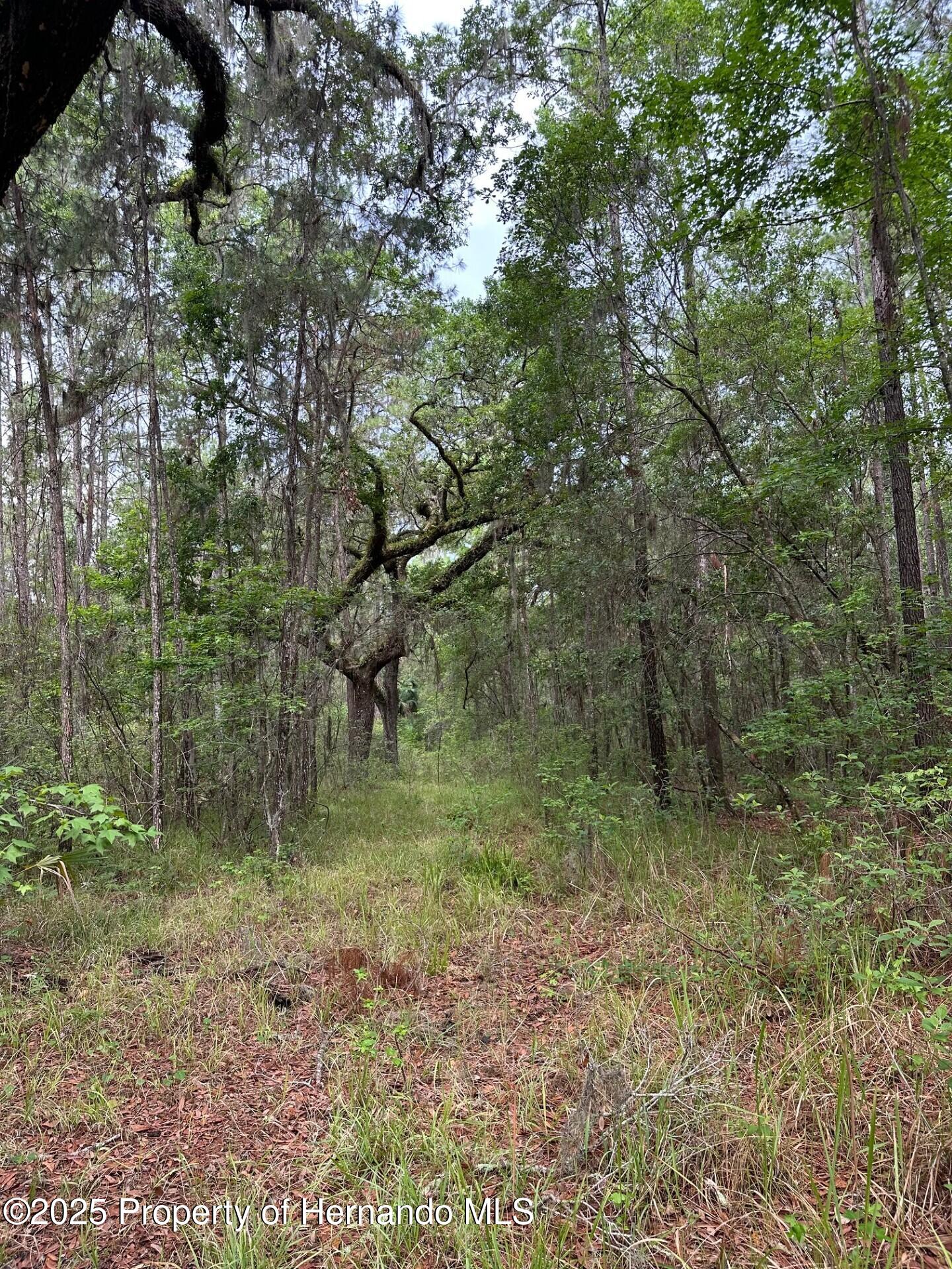 Emerson Road, Brooksville, Florida image 13