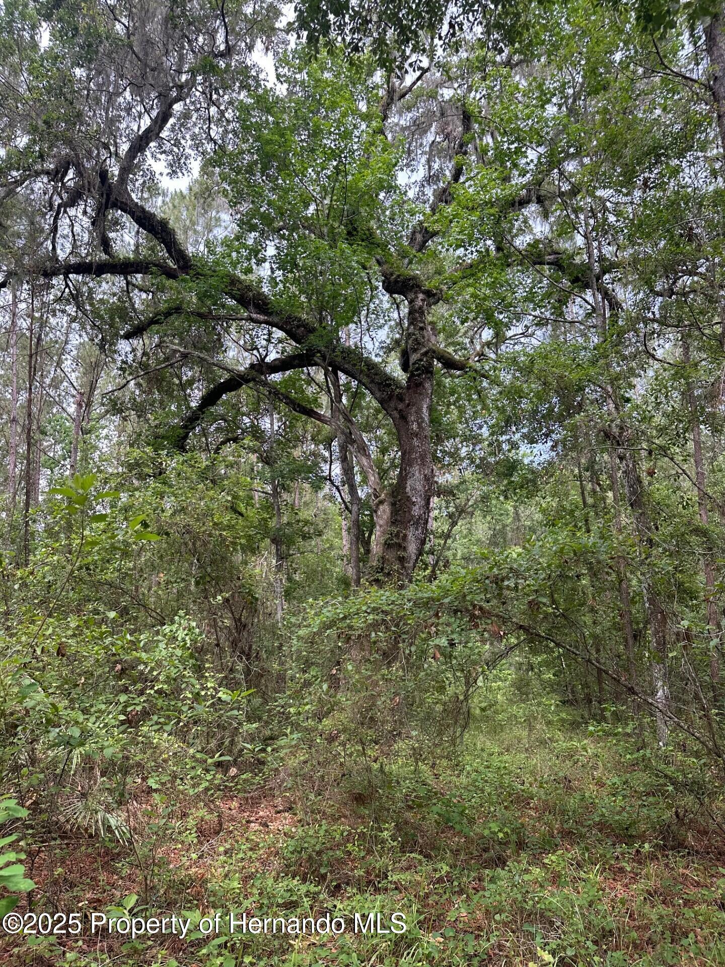 Emerson Road, Brooksville, Florida image 11