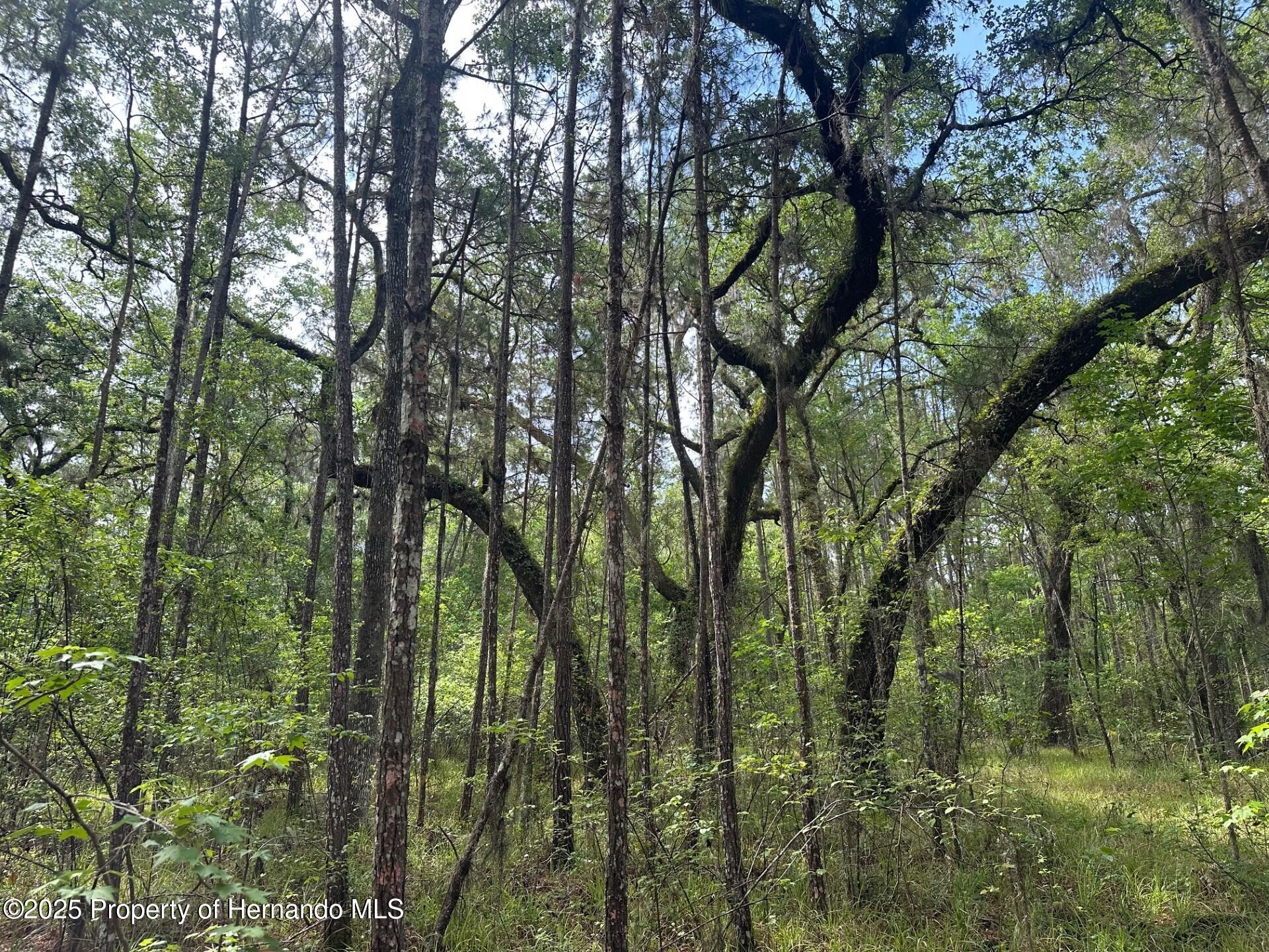 Emerson Road, Brooksville, Florida image 6